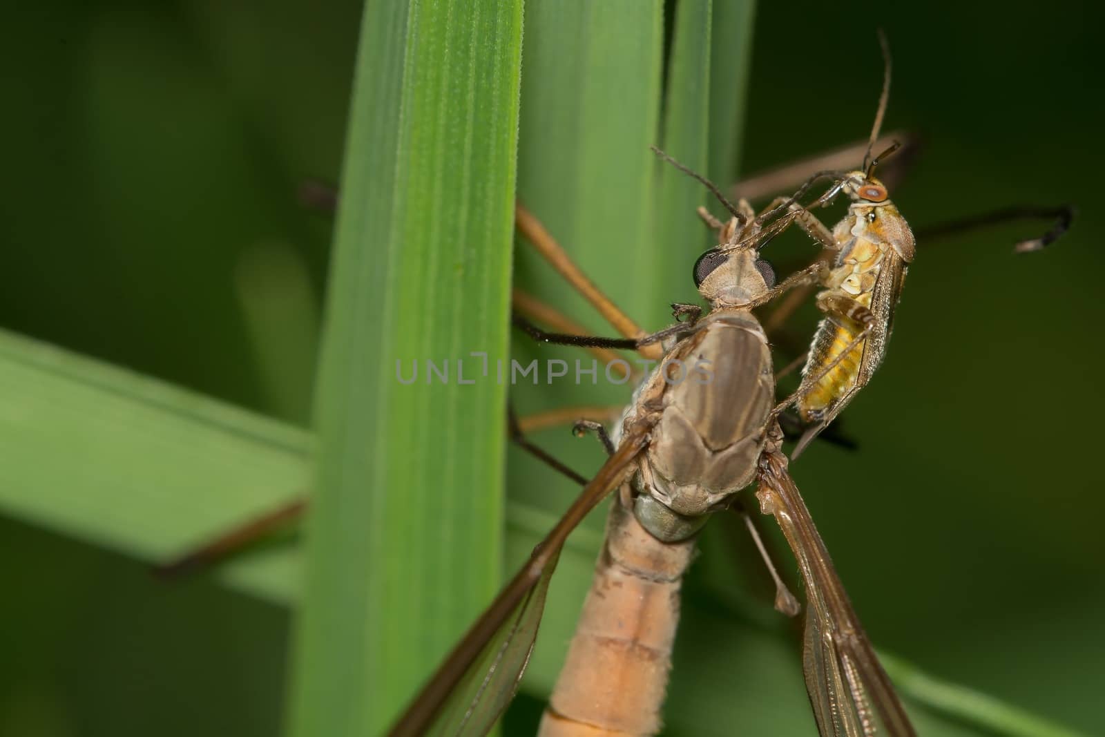 Big mosquito with other small insect.
