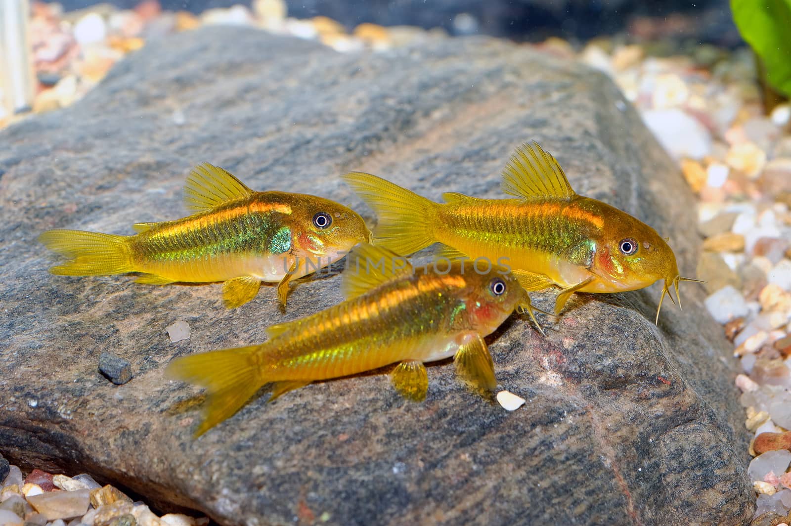 Corydoras fish on the bottom and in the aquarium.