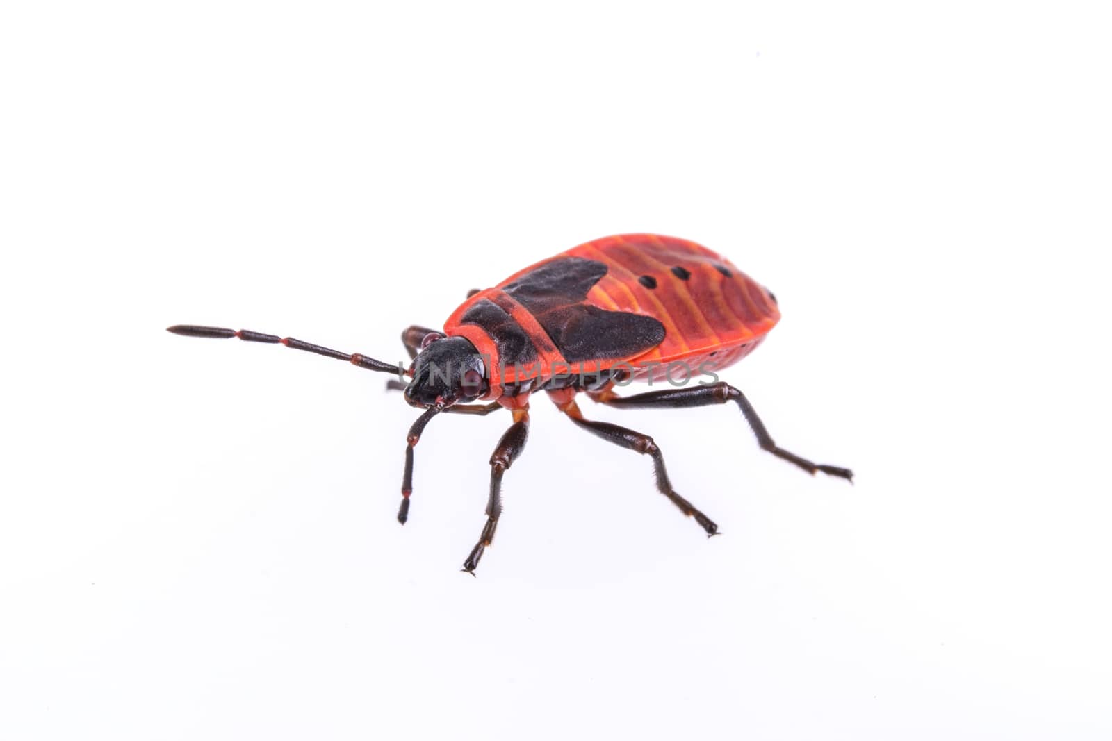 Nice firebug on white background