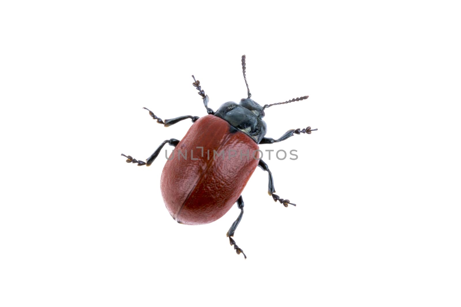 Red beetle on white background from family Chrysomelidae