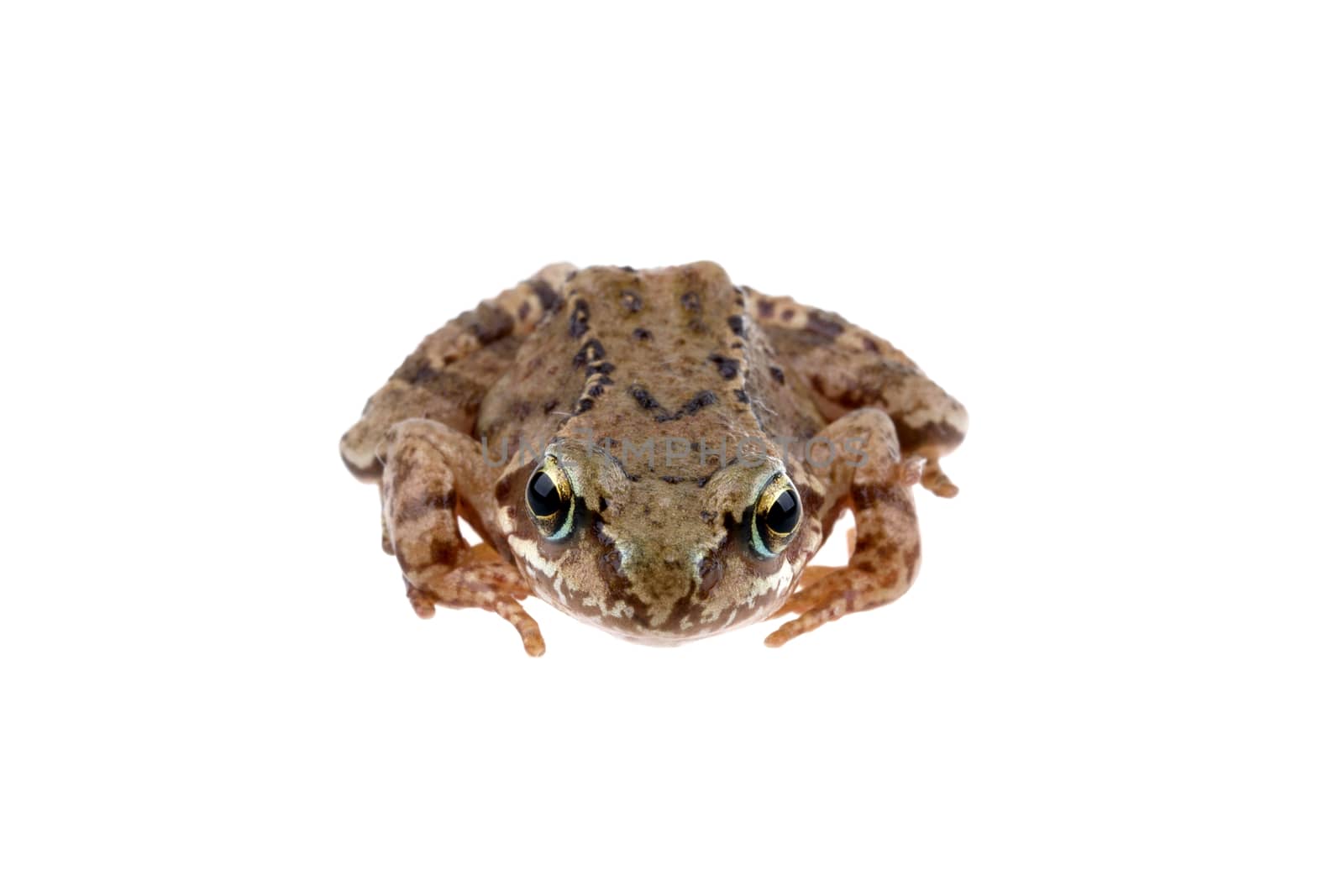 Brown European frog isolated on a white background