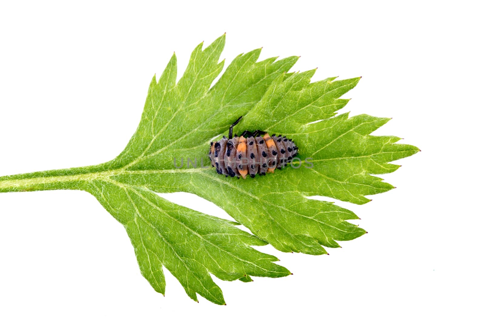 Ladybird larva on green leaf isolated on white background