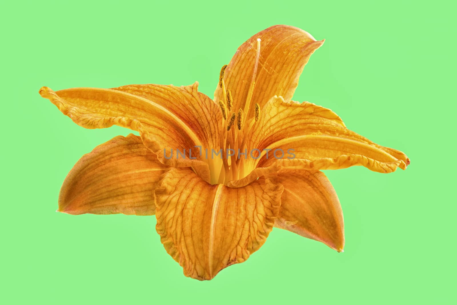 Orange lily flower isolated on green background