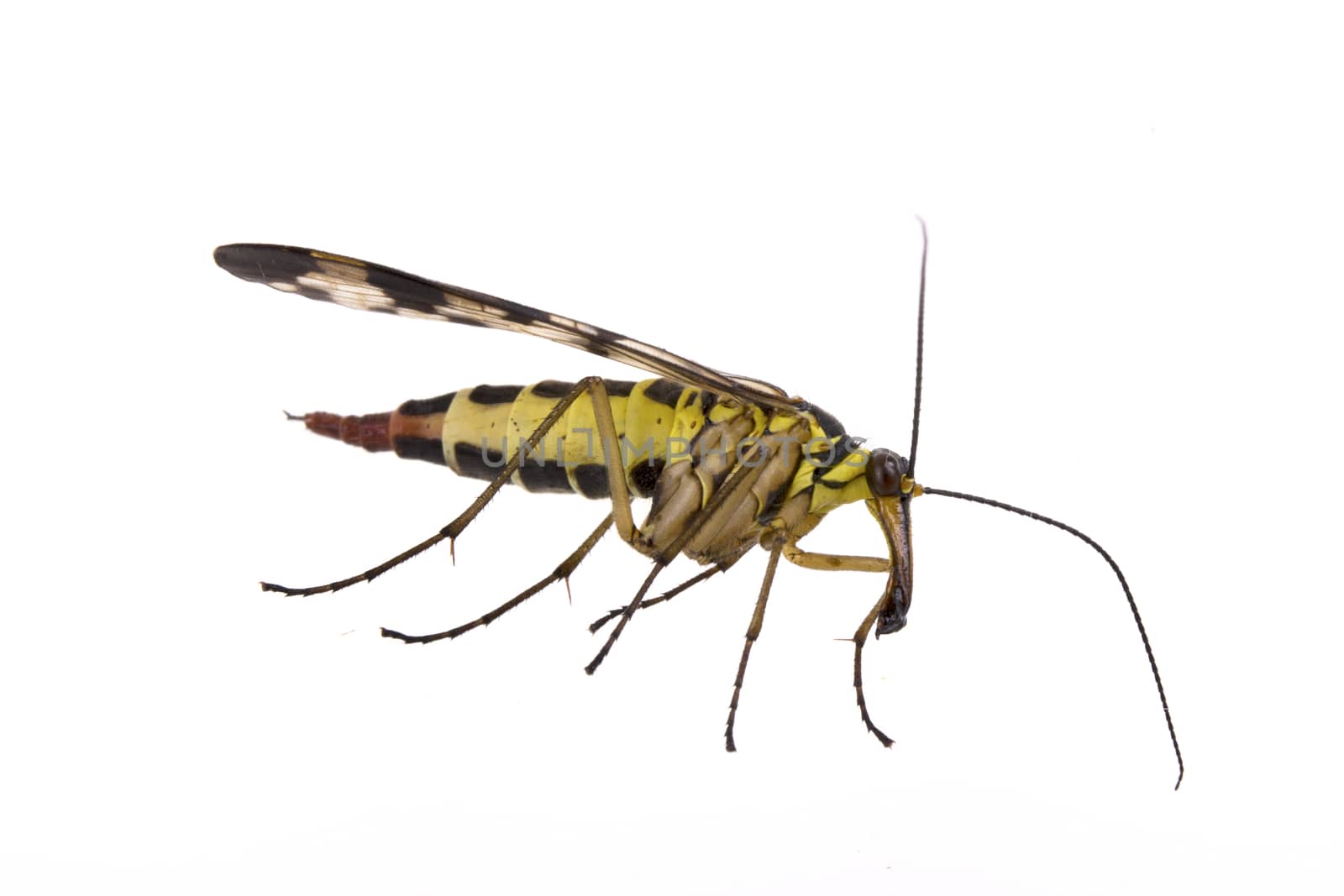 Scorpion fly from family Panorpidae on  white background