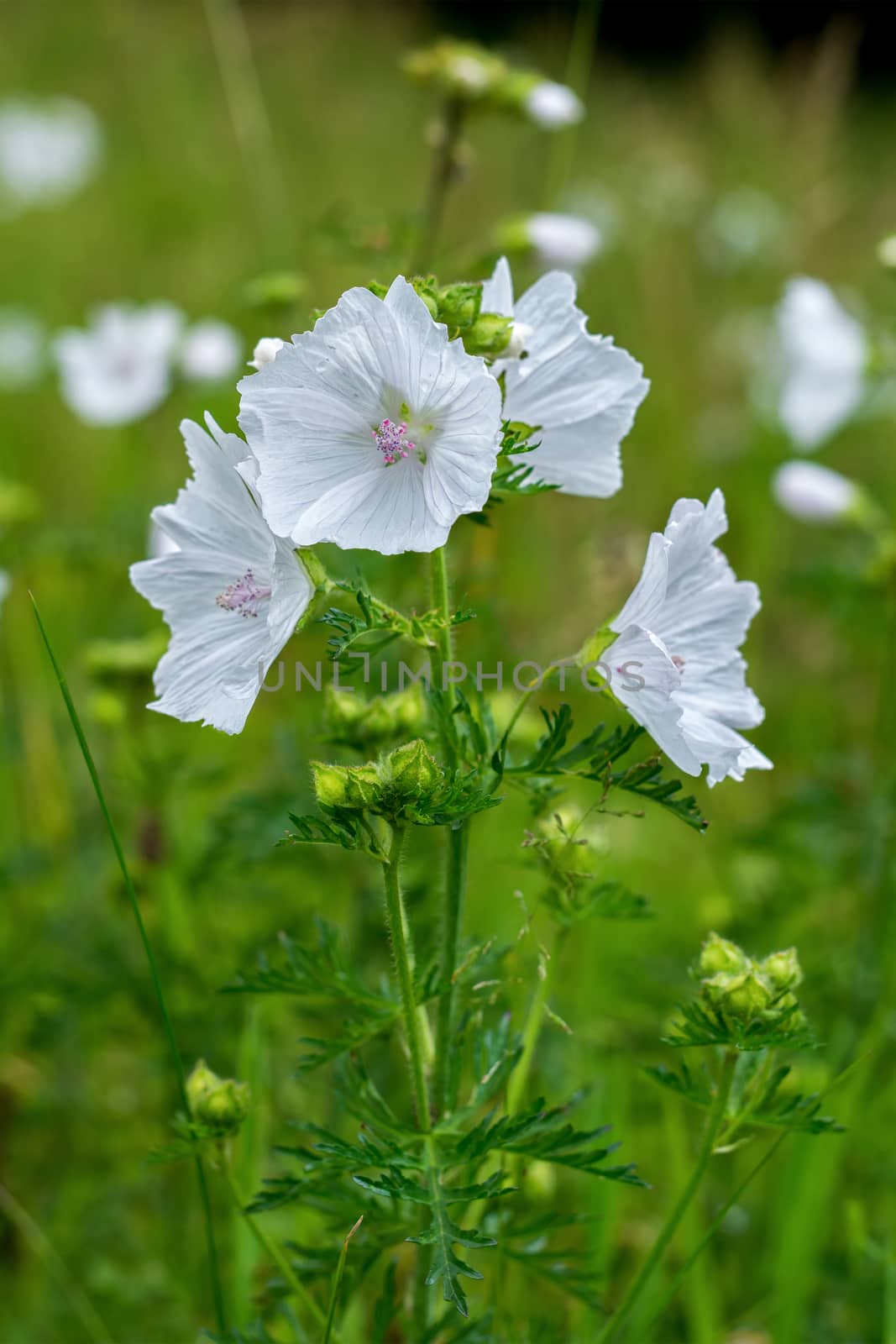 White flower with nice green blurred background