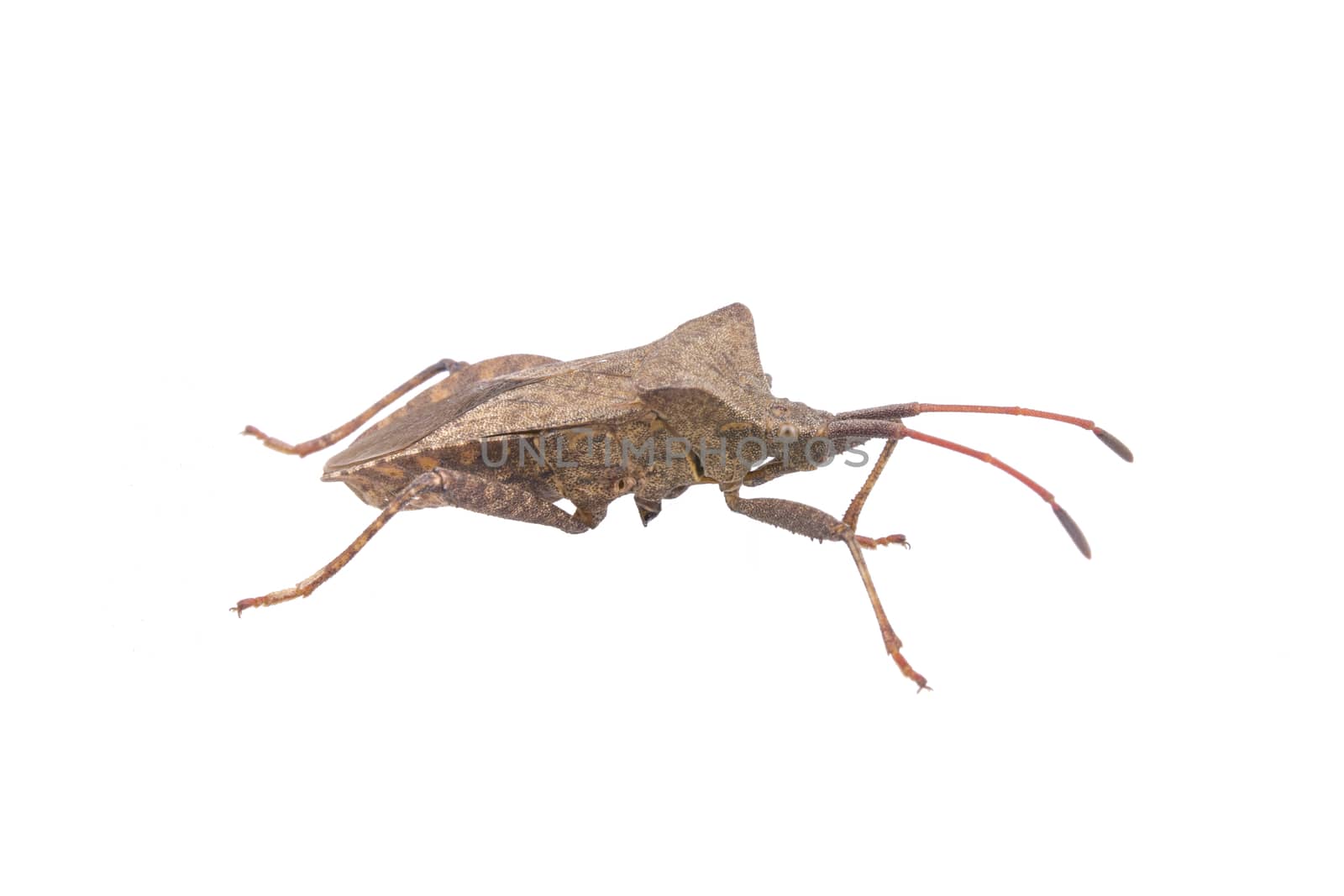 Brown Dock Bug on a white background