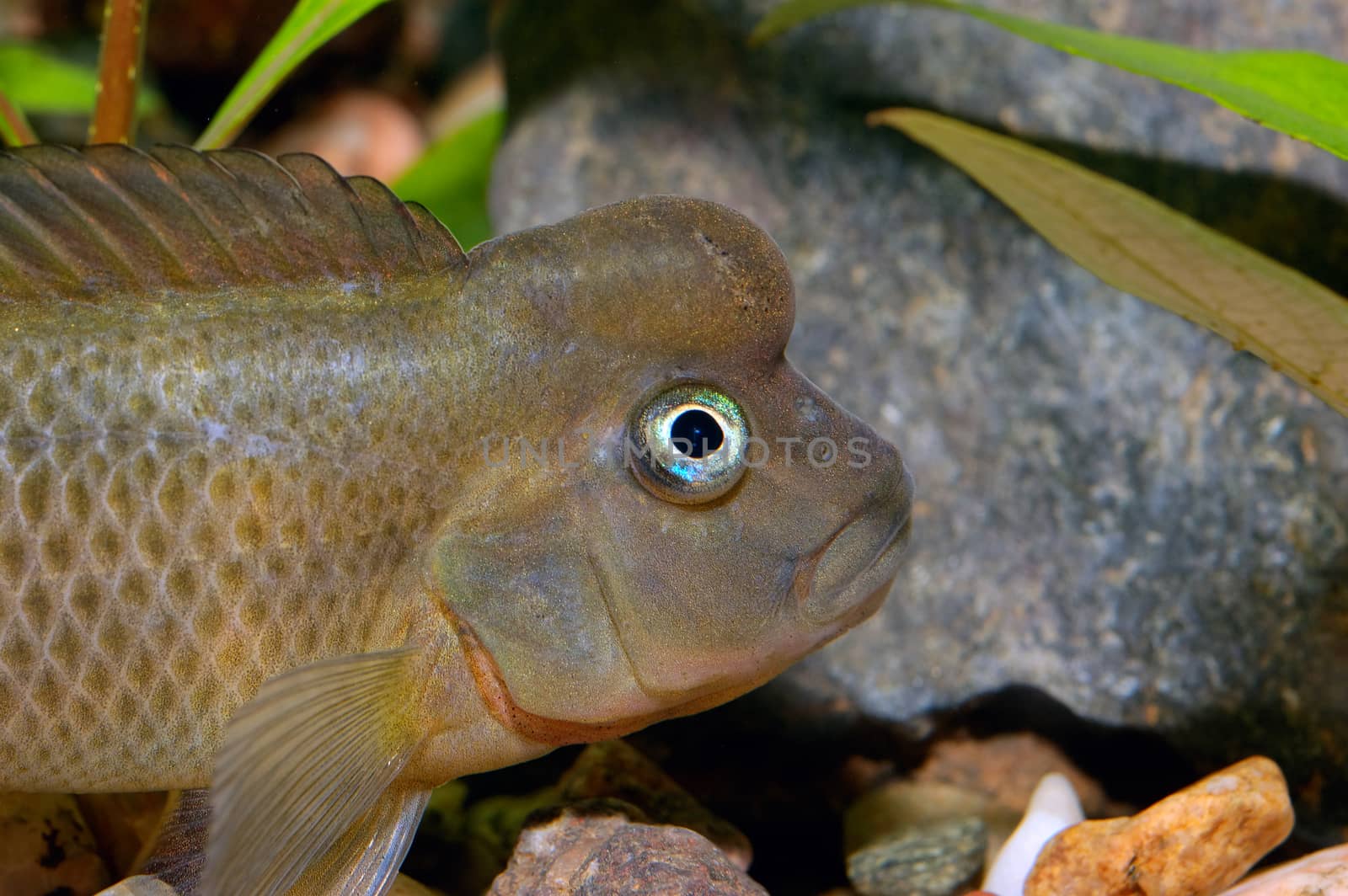 Detailed view head of cichlid from genus Steatocranus.