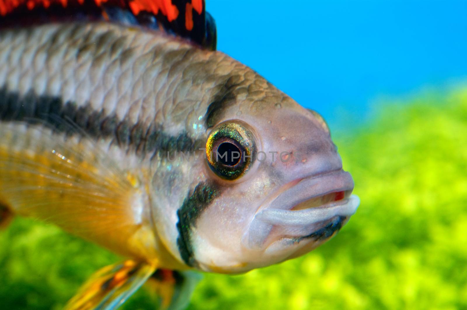 Detailed view head of cichlid from genus Apistogramma.