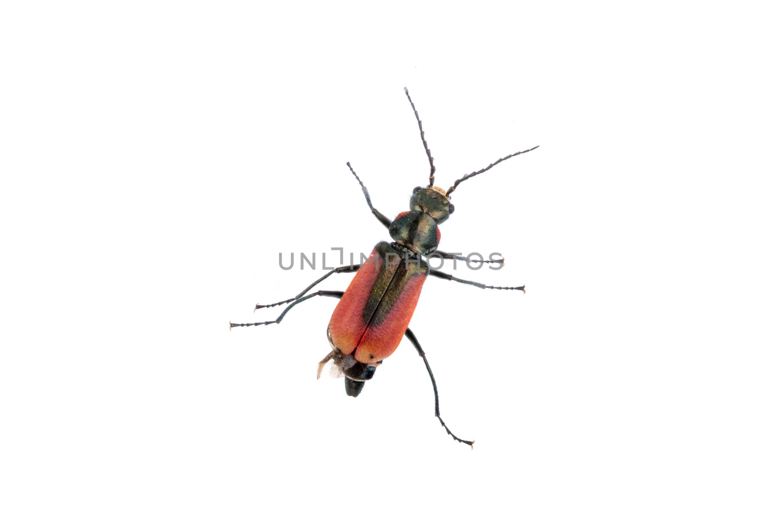 Red black bug isolated on a white background