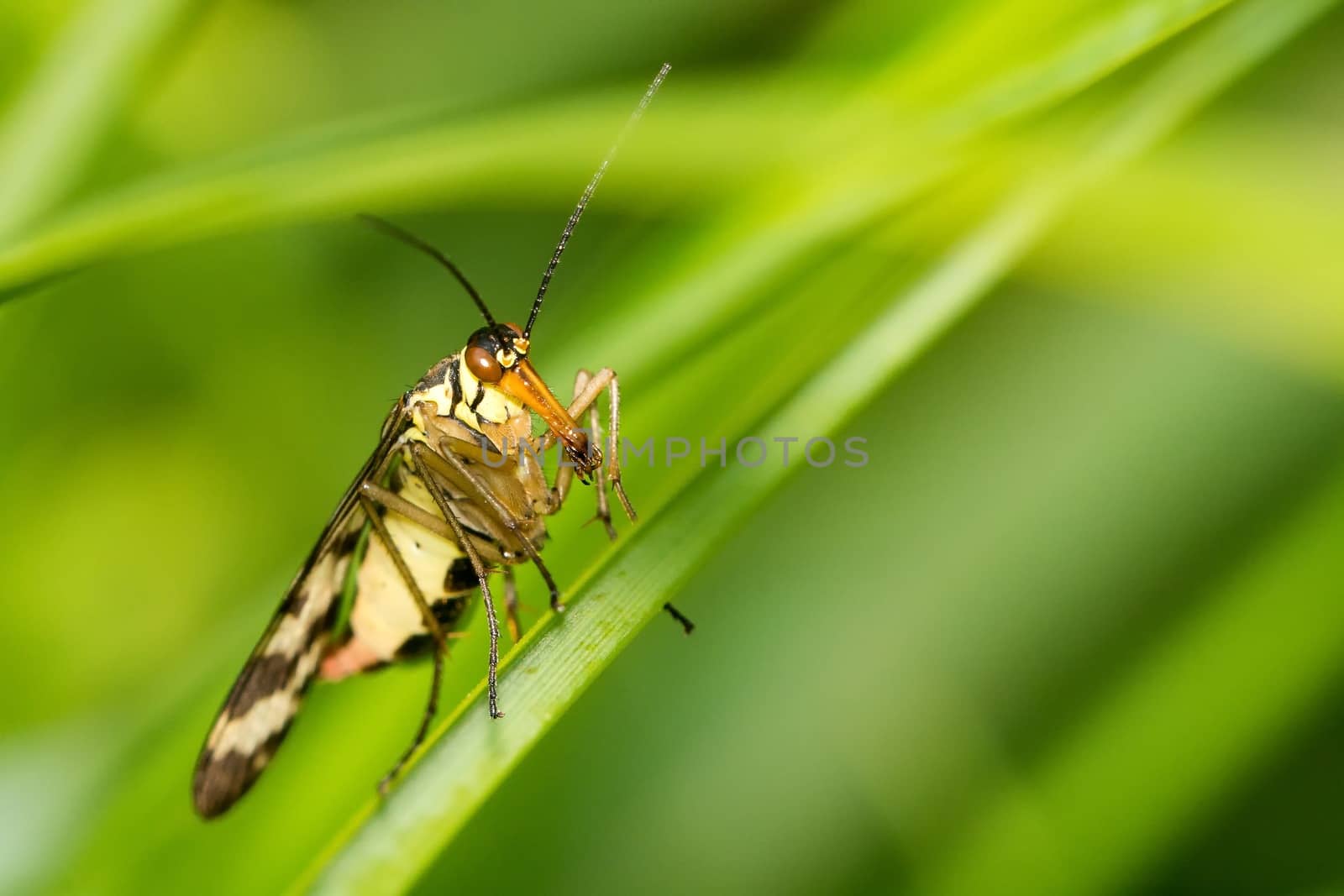 Nice closeup of an insect in the grass.