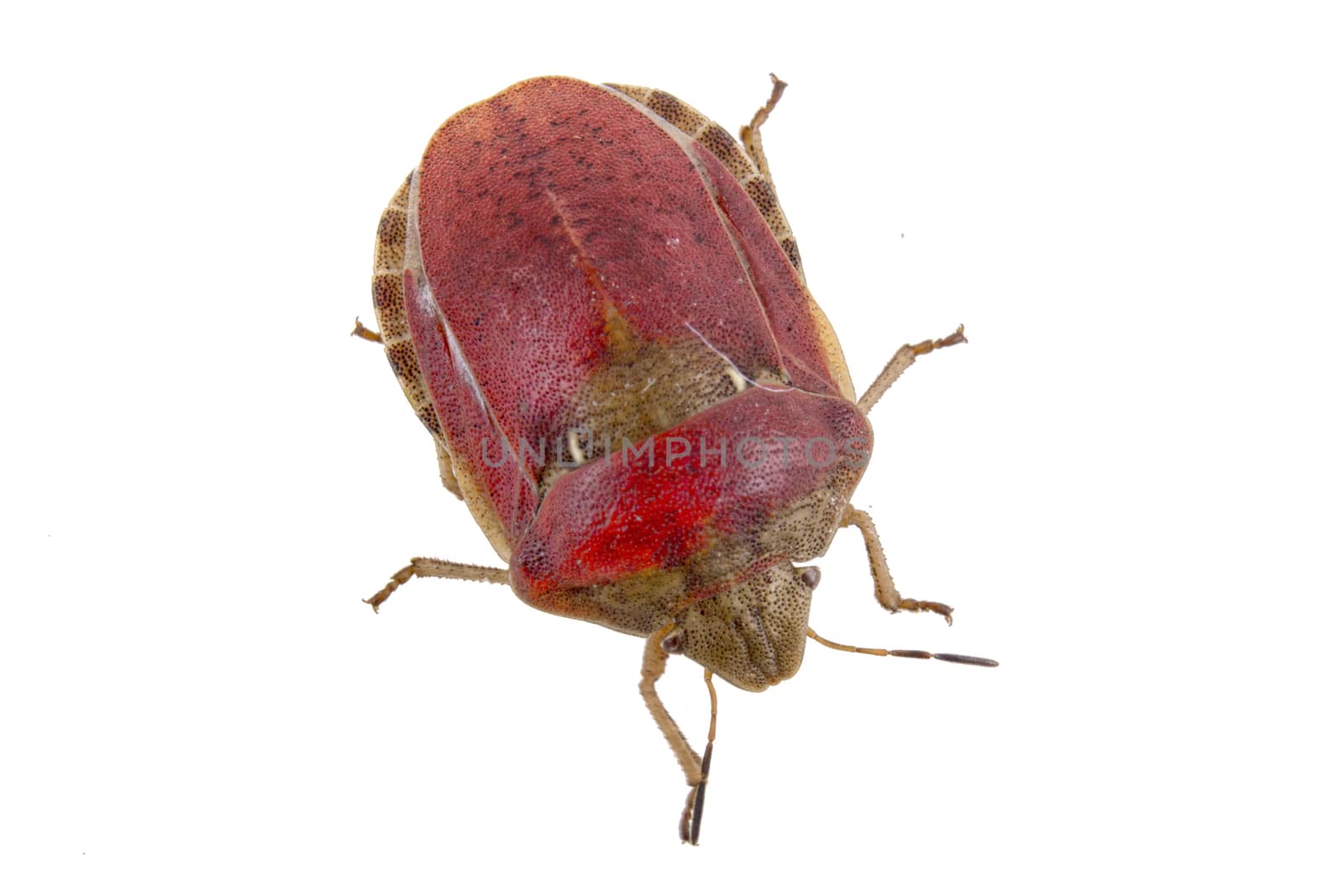 Nice sloe bug on white background