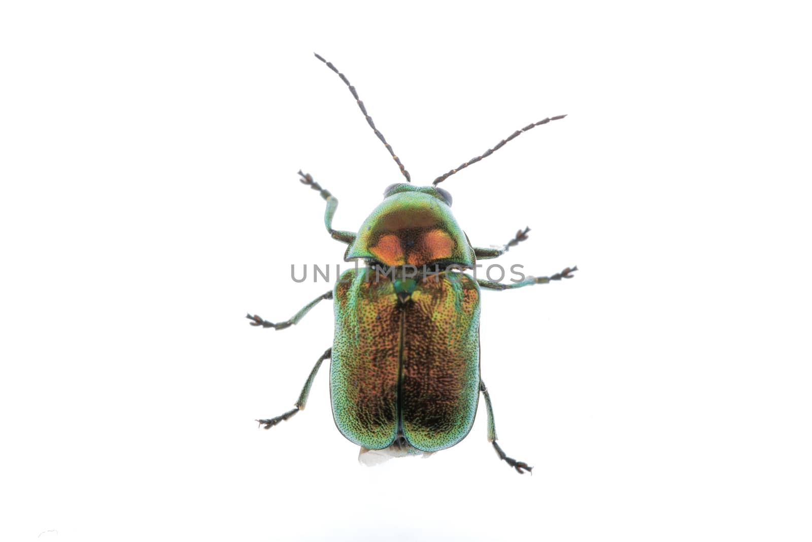 Metal green bug isolated on a white background