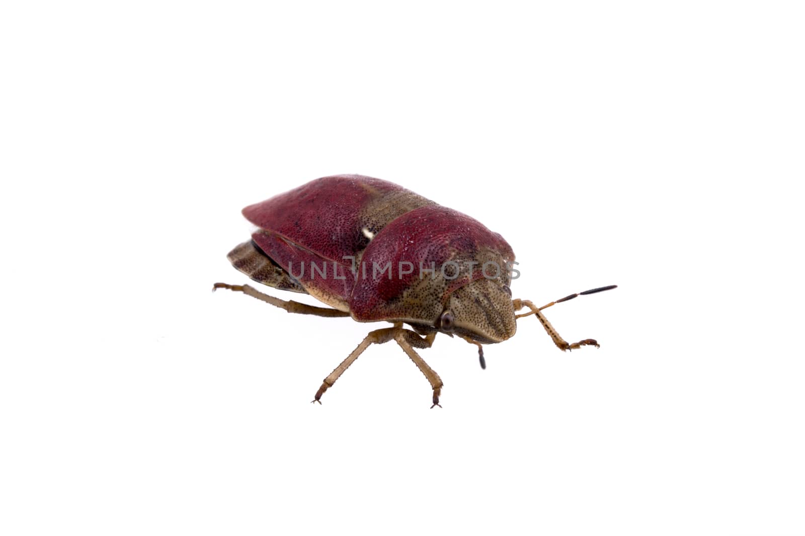 Nice sloe bug on white background