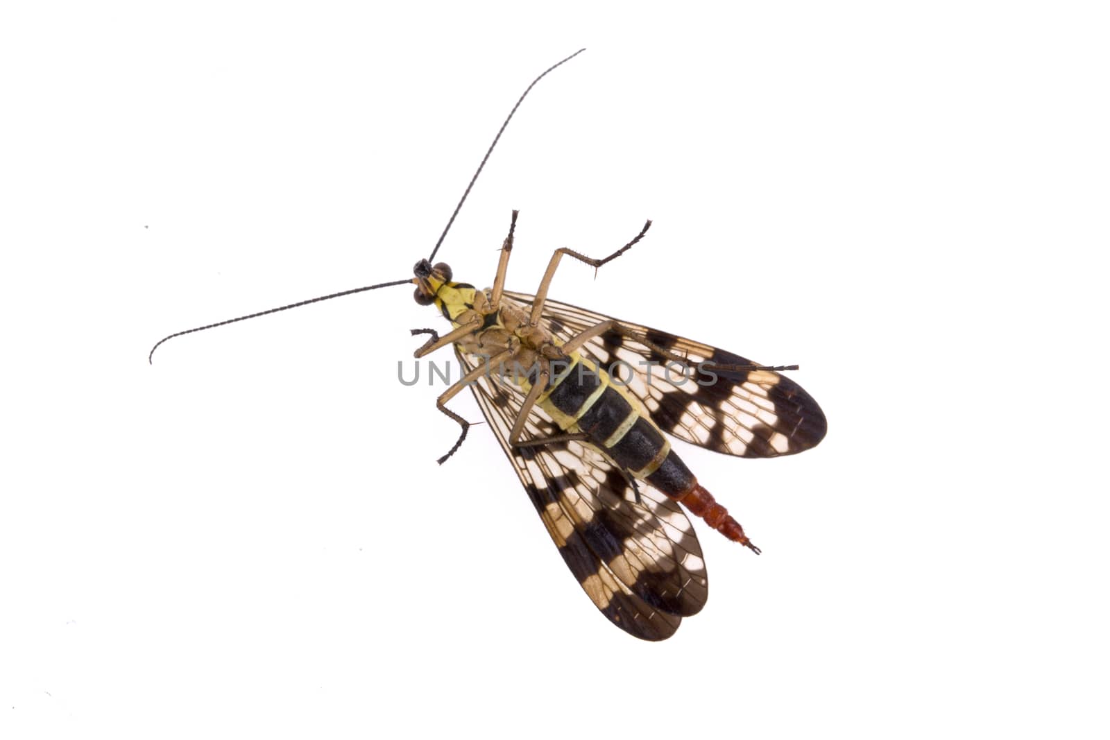 Scorpion fly from family Panorpidae on  white background