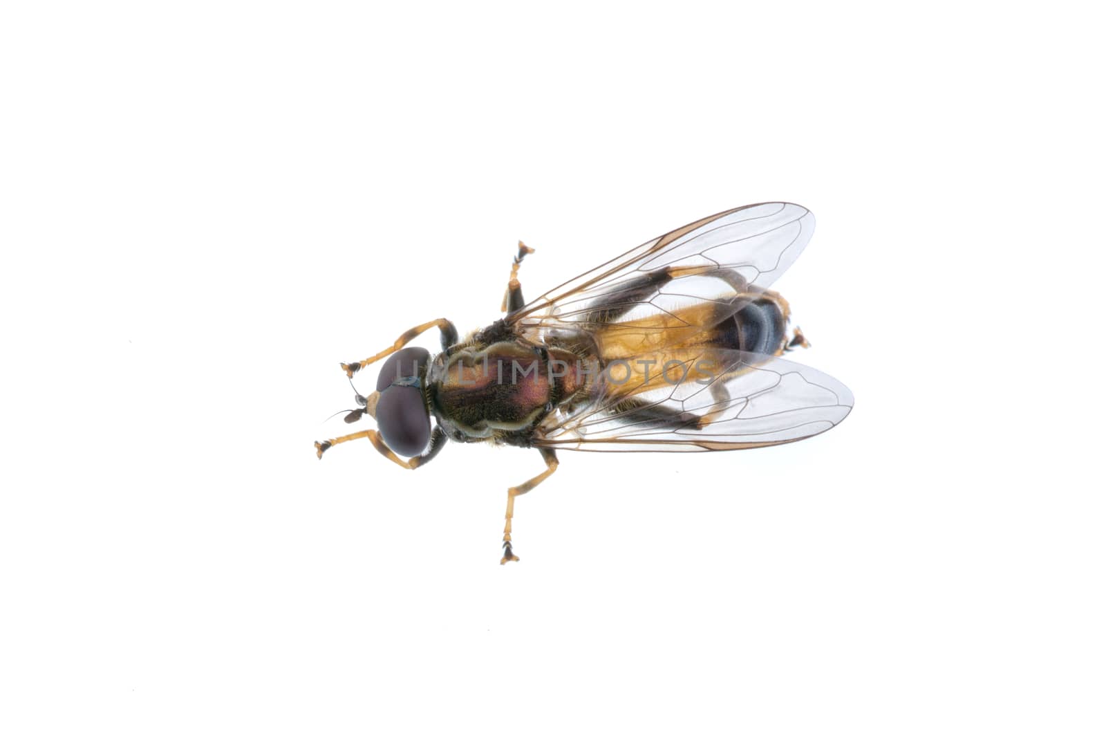 Fly isolated on a white background