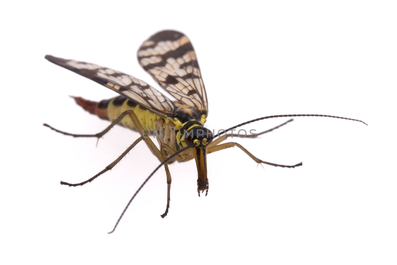 Scorpion fly from family Panorpidae on  white background