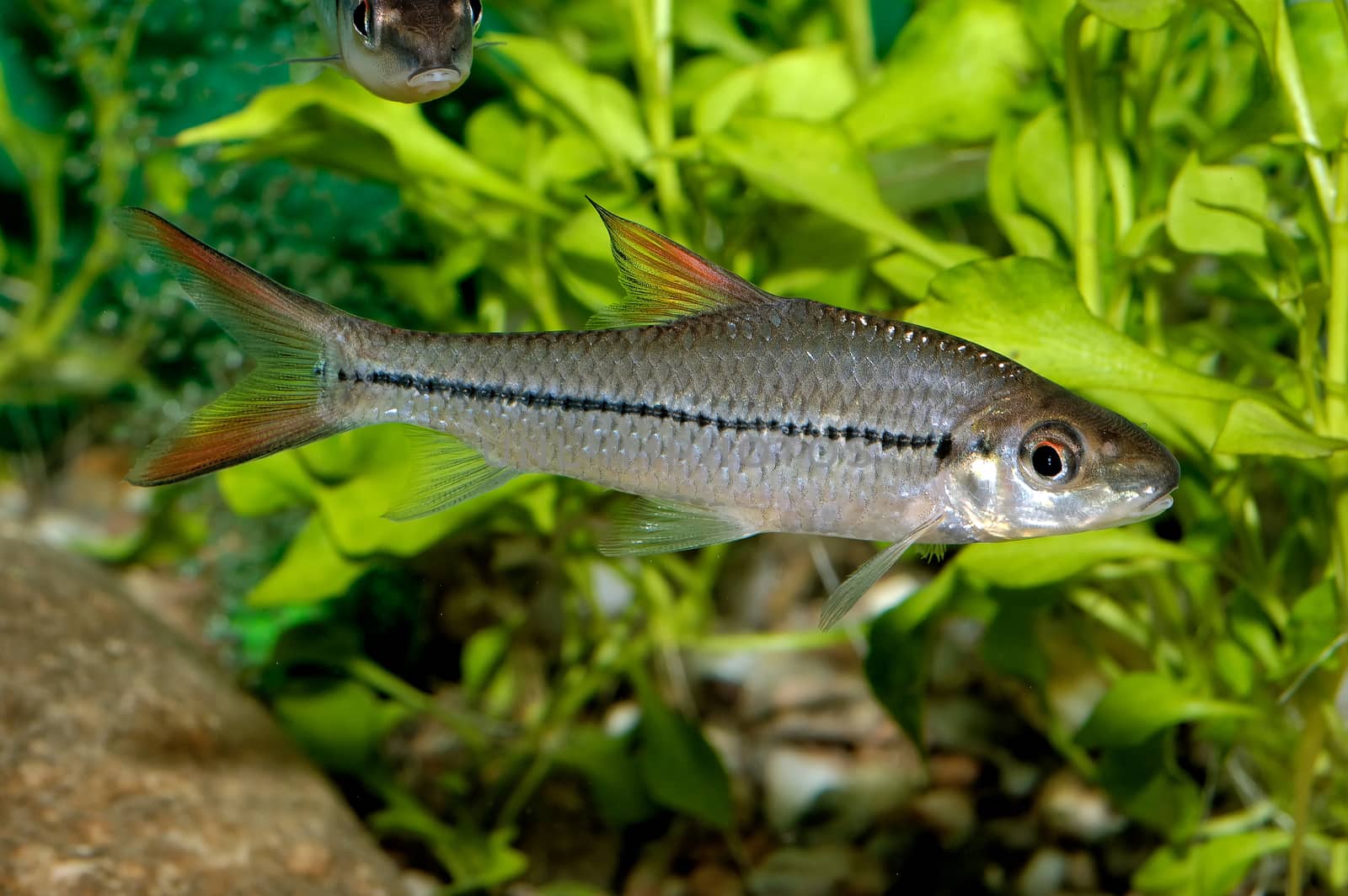 Aquarium fish from genus Puntius.