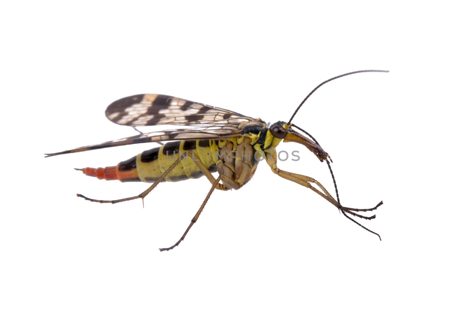 Scorpion fly from family Panorpidae on  white background