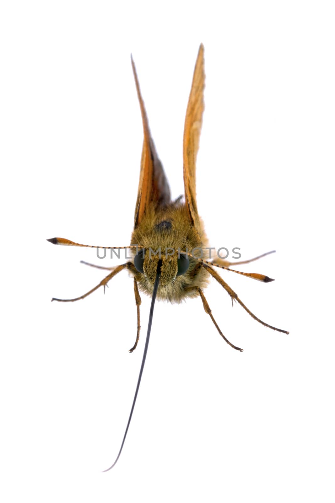 Nice brown butterfly sitting on a white background.