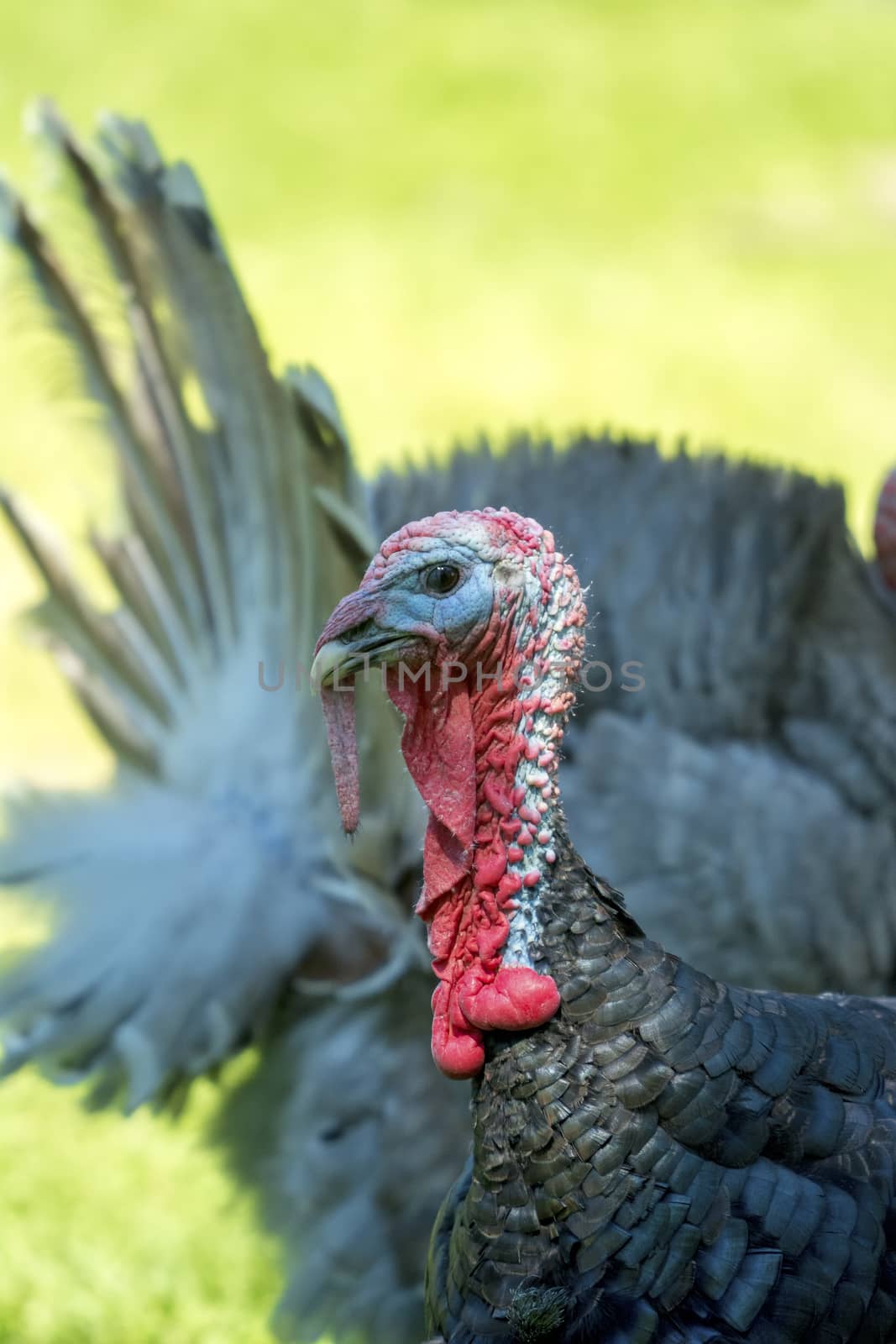 Detail of the head of turkey on the blurred green background