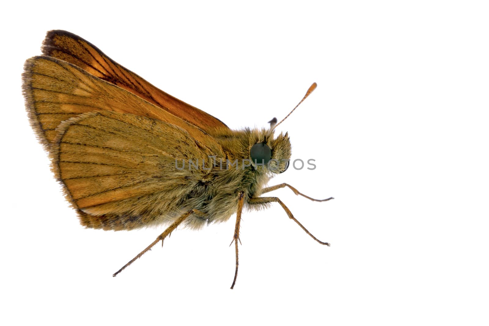 Nice brown butterfly sitting on a white background.