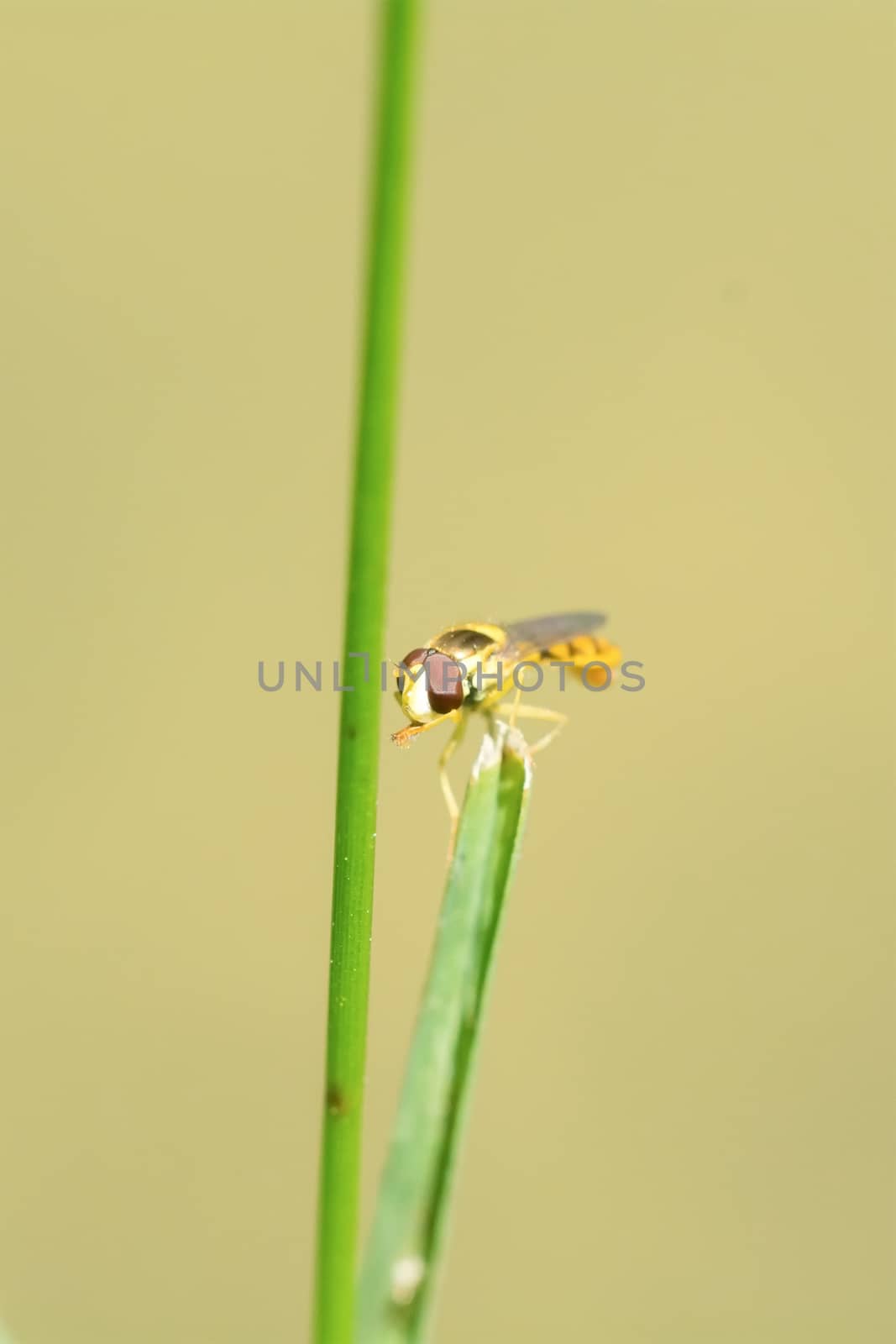Yellow fly sitting on a green blade of grass