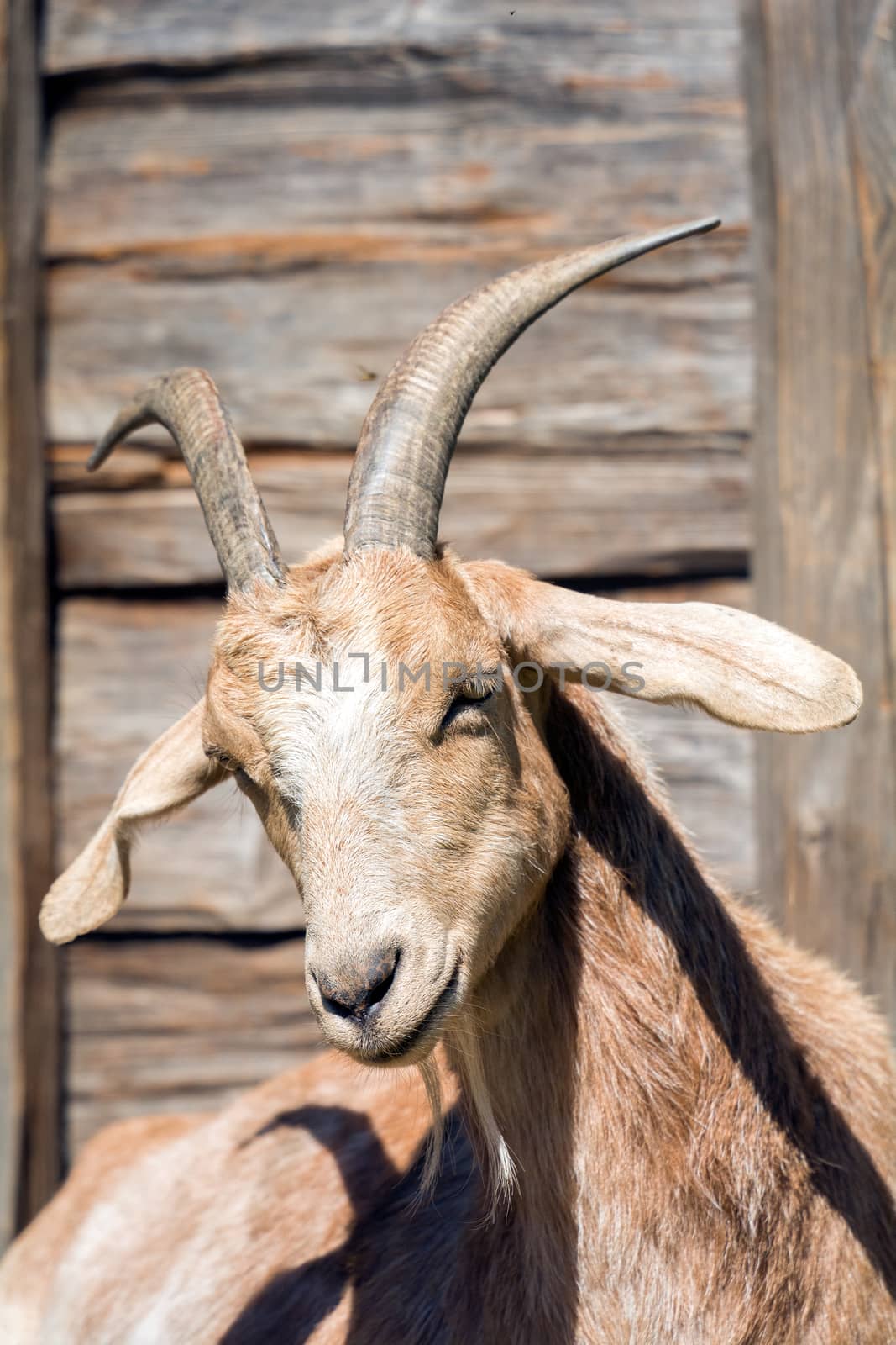 The head of a white goat with background blur