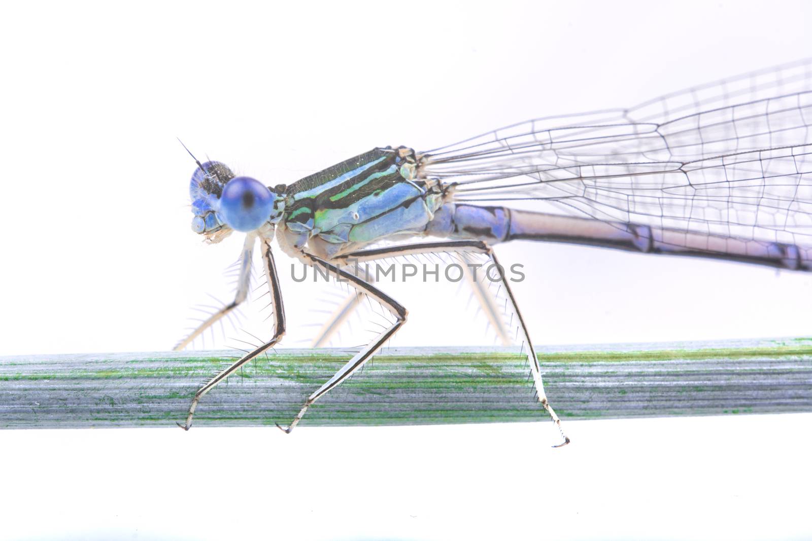 Blue dragonfly sitting on a strw isolated on a white background