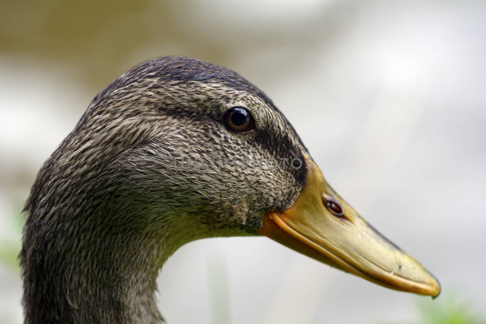 Detailed view of brown female duck head.