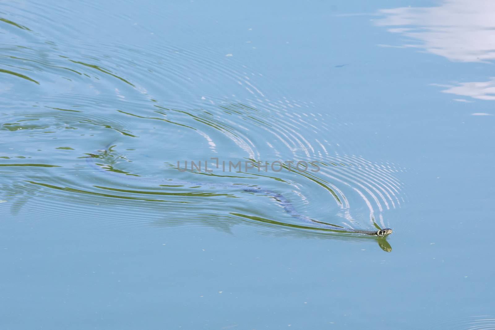 Small Grass Snake floating on a pond