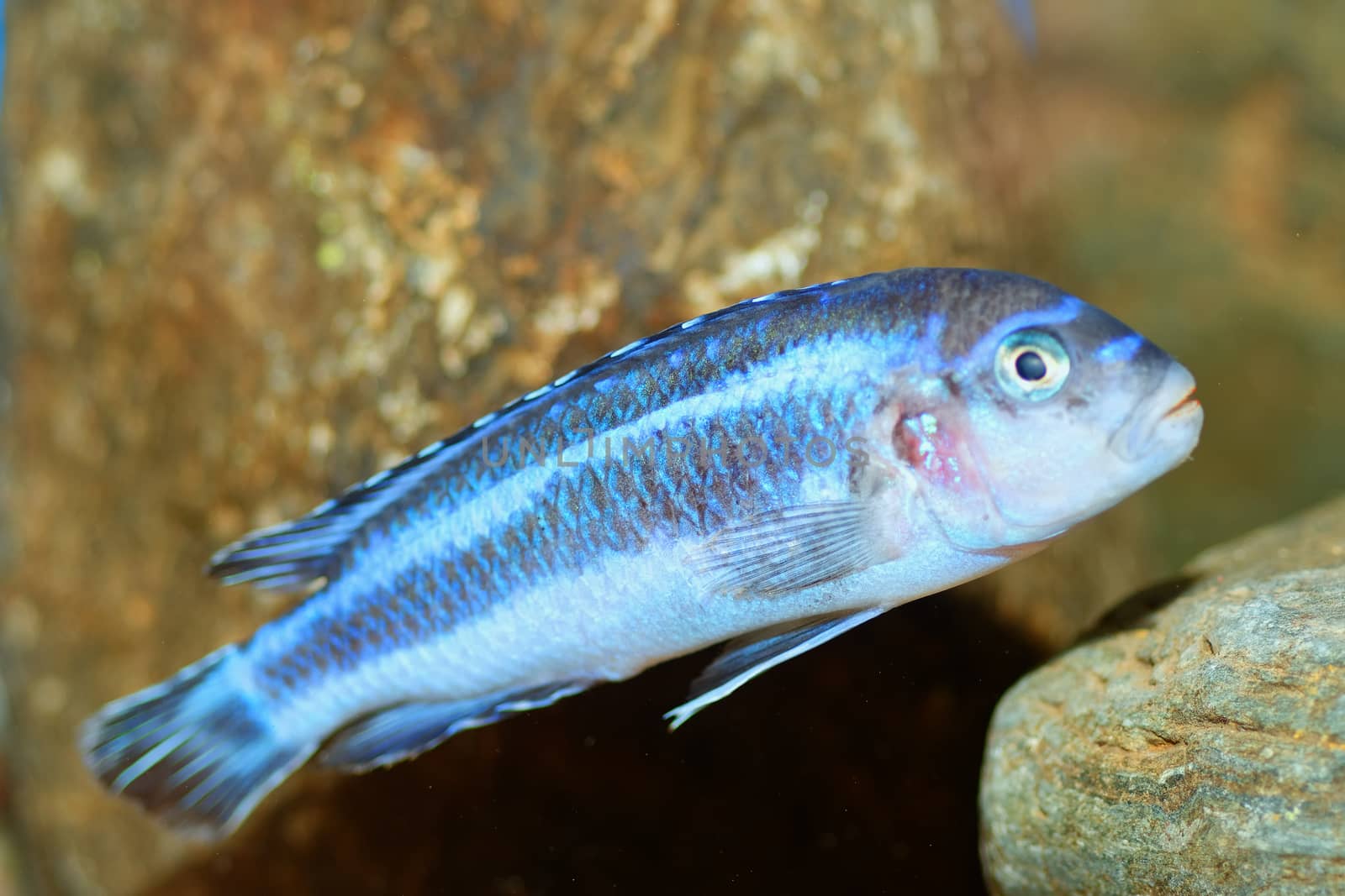 Aquarium fish from genus Melanochromis.
