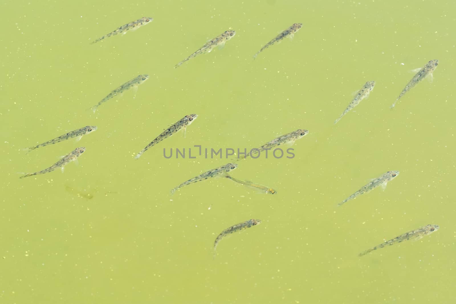 Young fishes floating in the green water of the pond