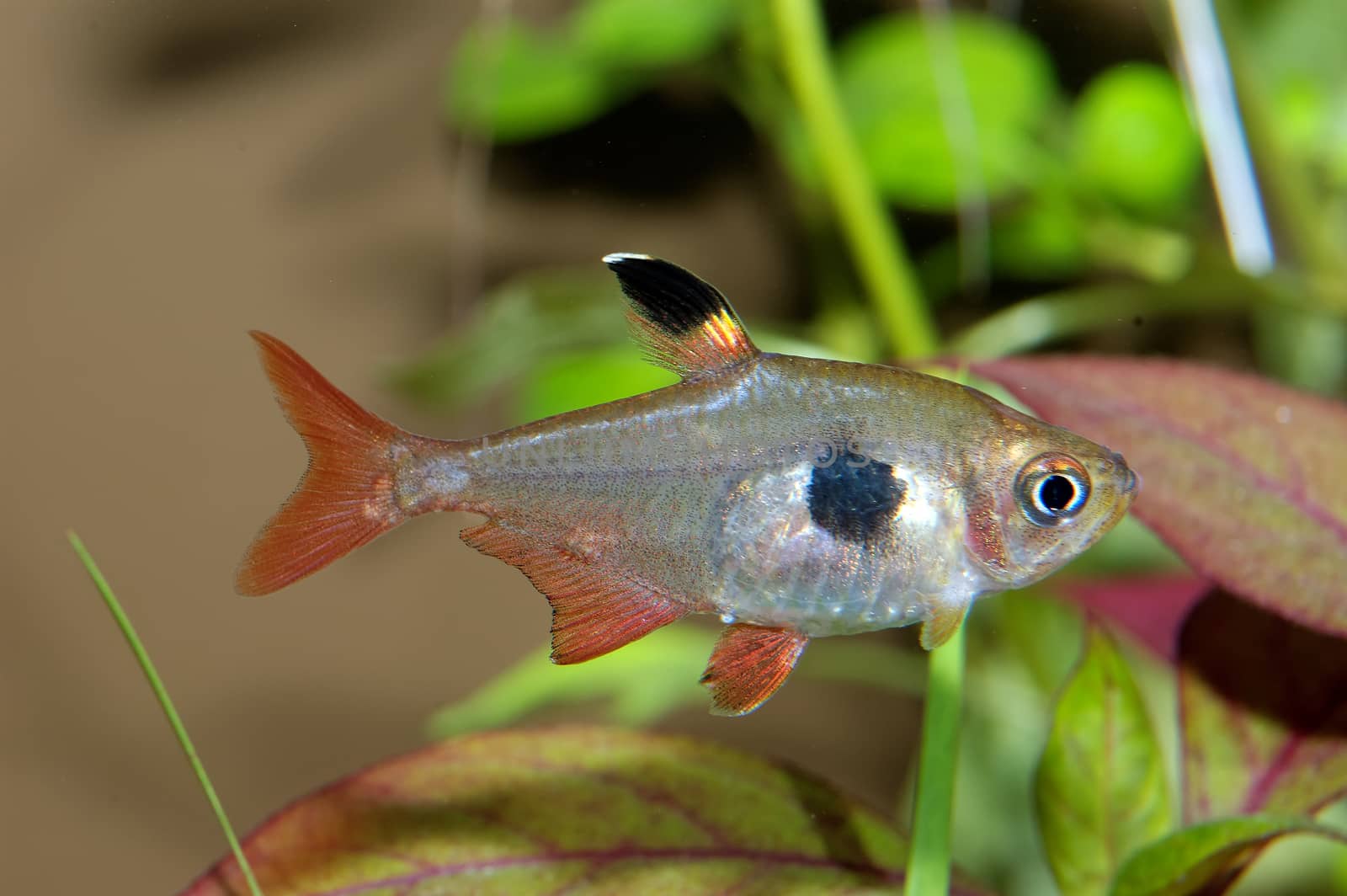 Aquarium fish from genus Hyphessobrycon.