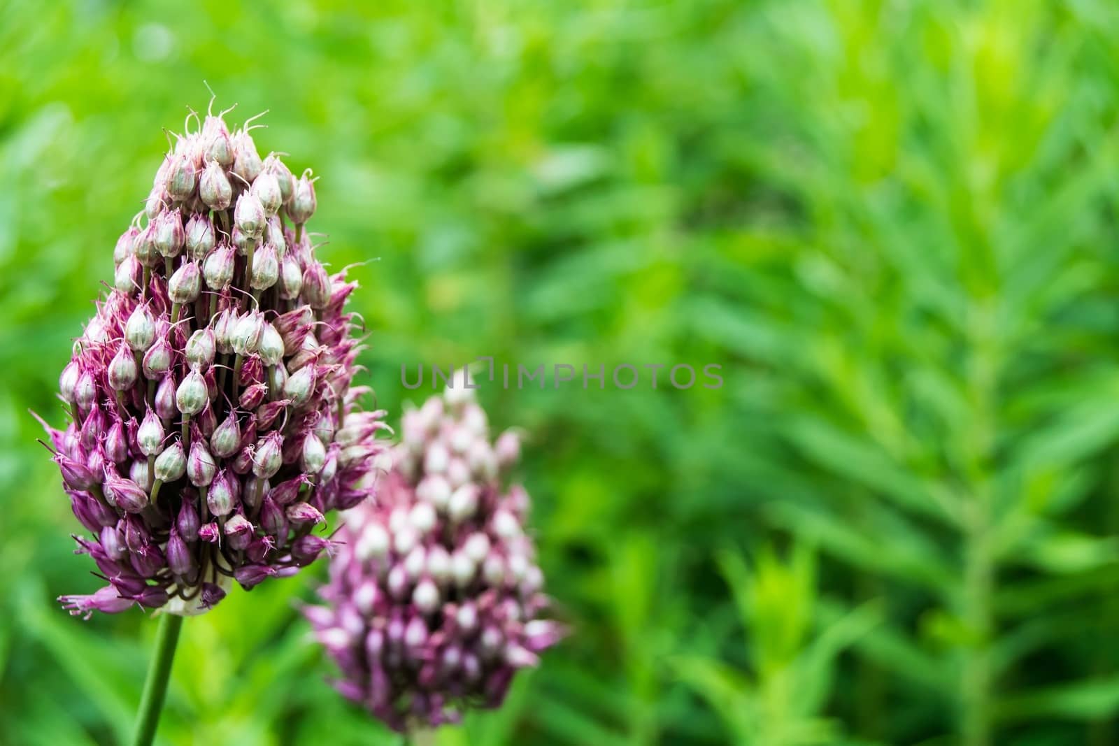 Flower with nice violet blossom and green blurred background.