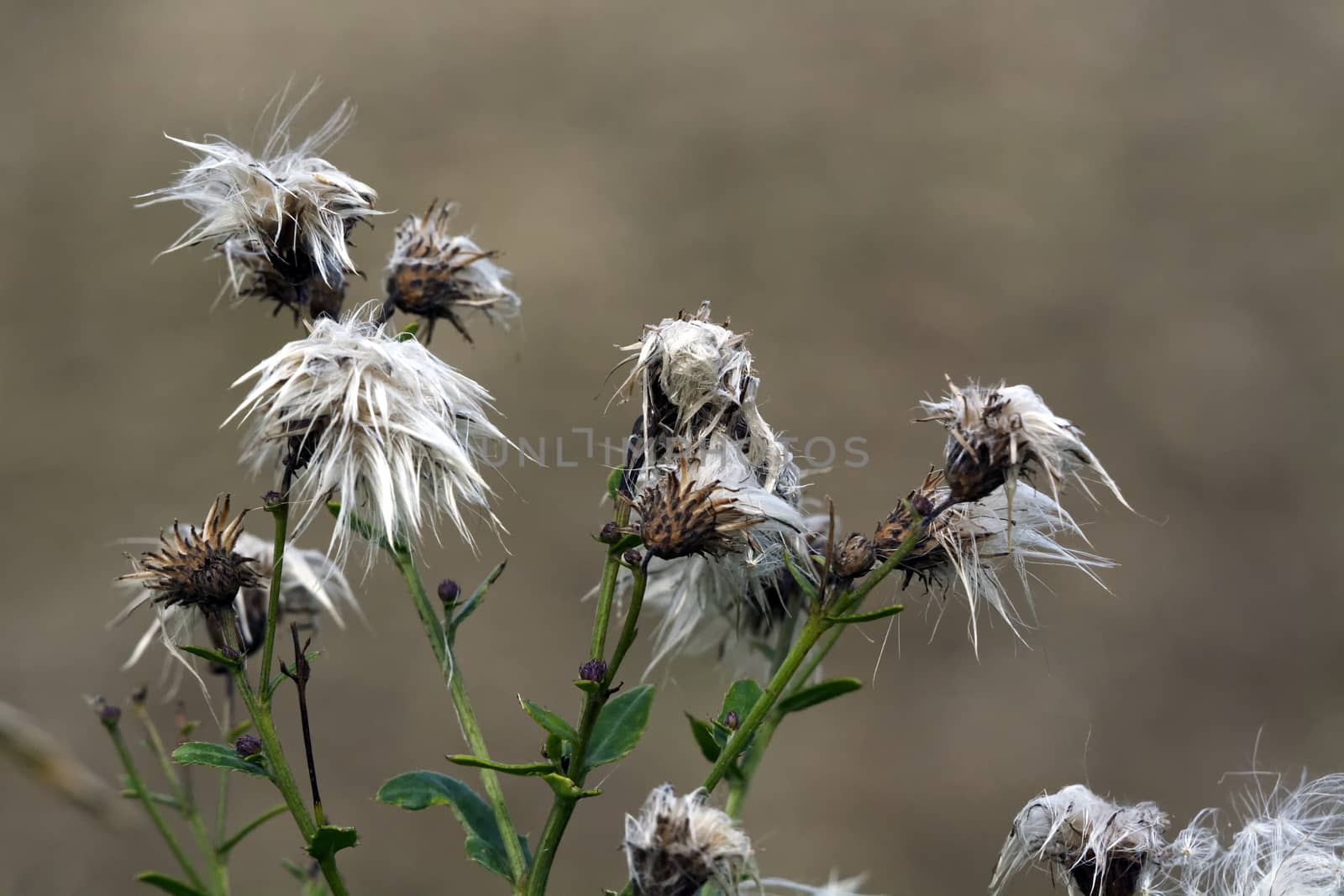Beautiful white flowers thistle on a brown blurred background.