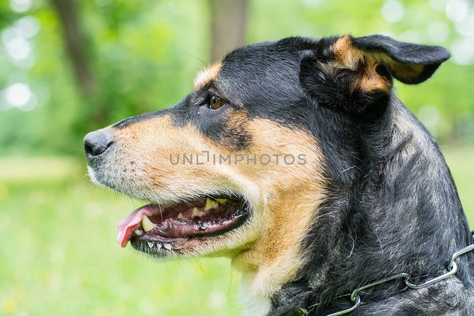 Dog portrait with green background.