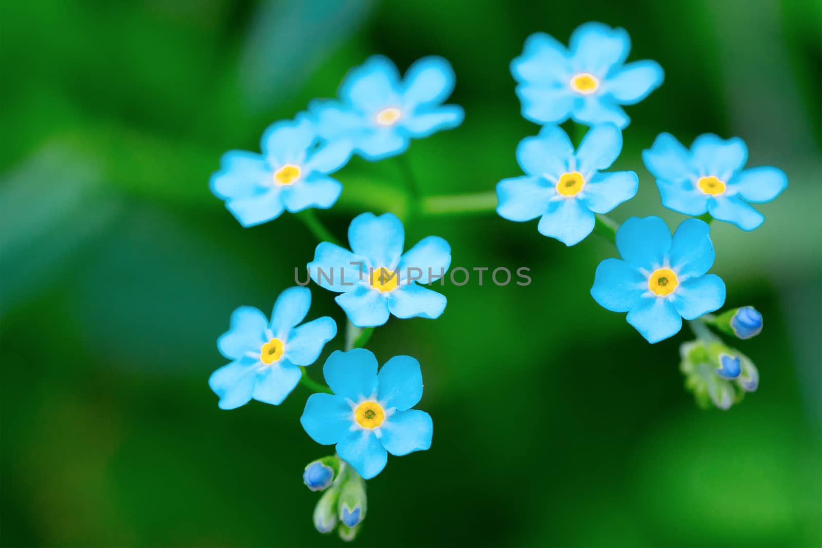 Nine sky-blue flowers plants on blurred green background
