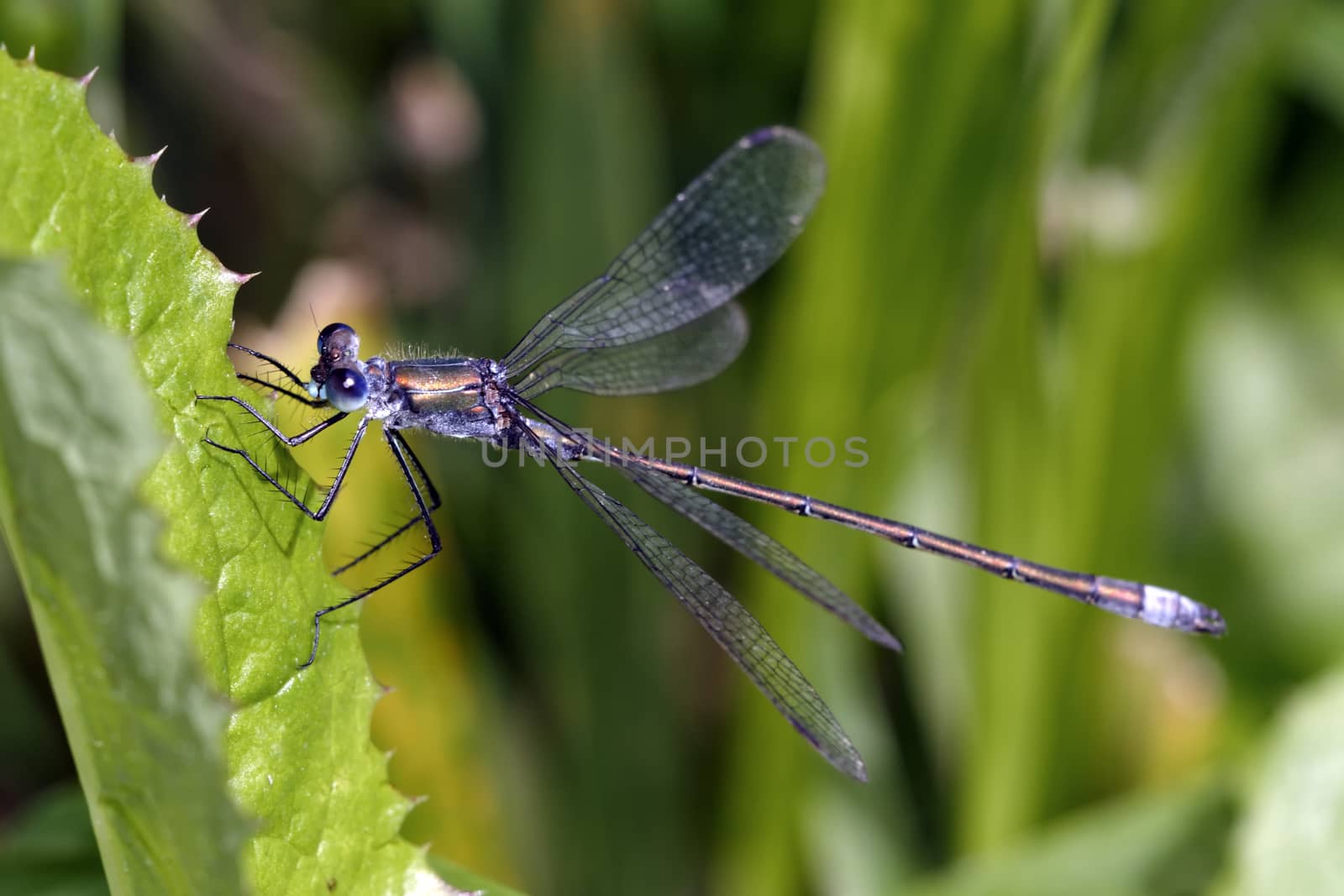 Pretty blue dragonfly sitting on a leaf of grass.
