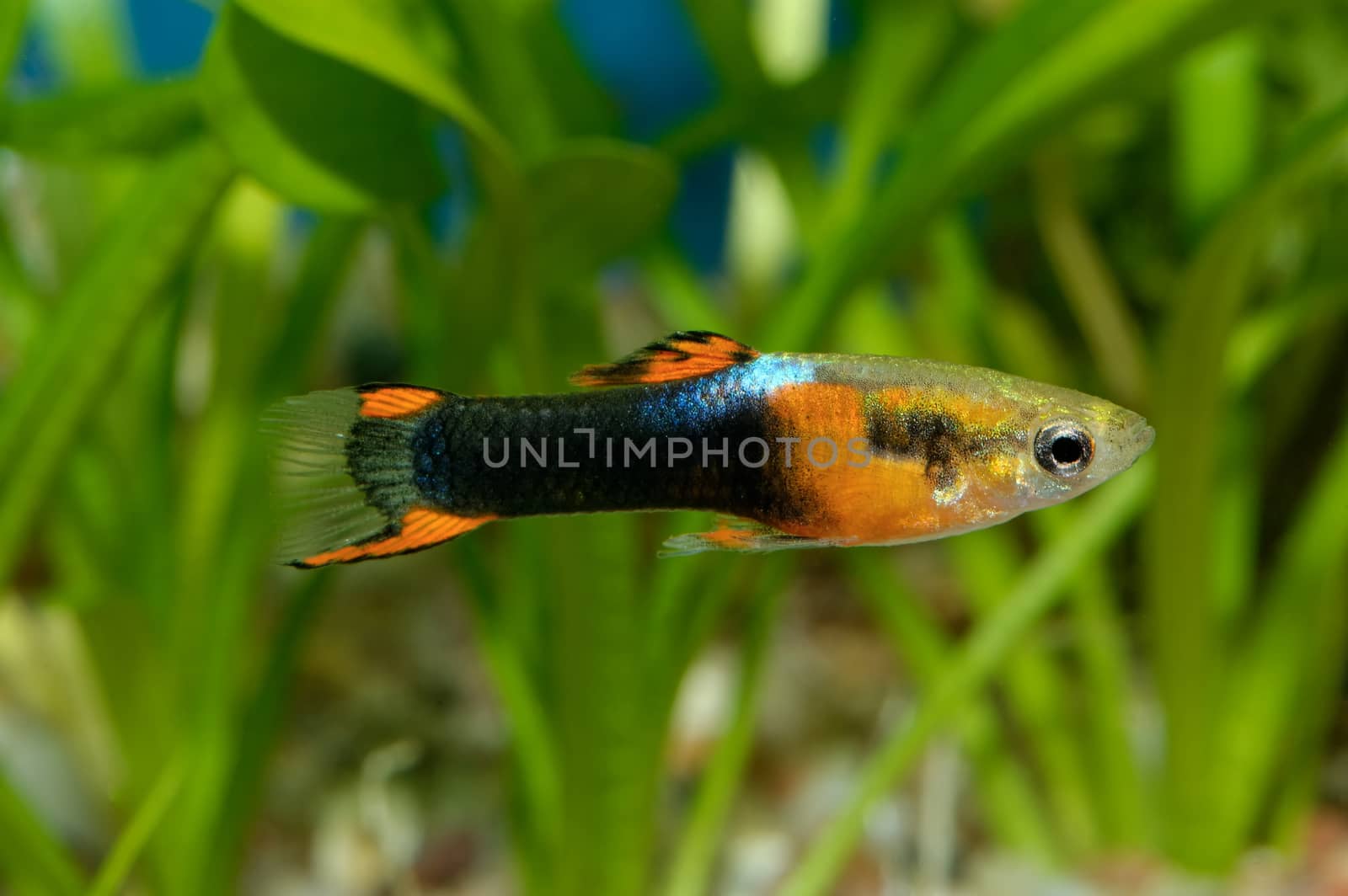 Nice colored aquarium fish from genus Poecilia.