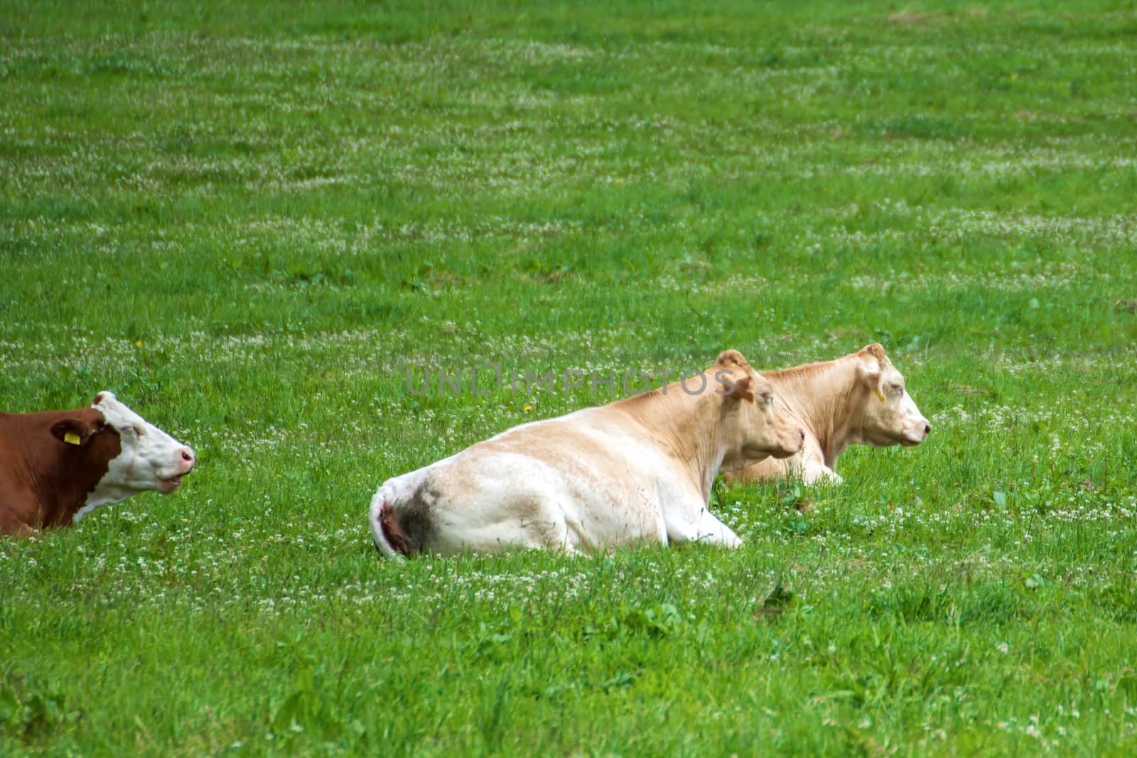 Three cows lying on green pasture