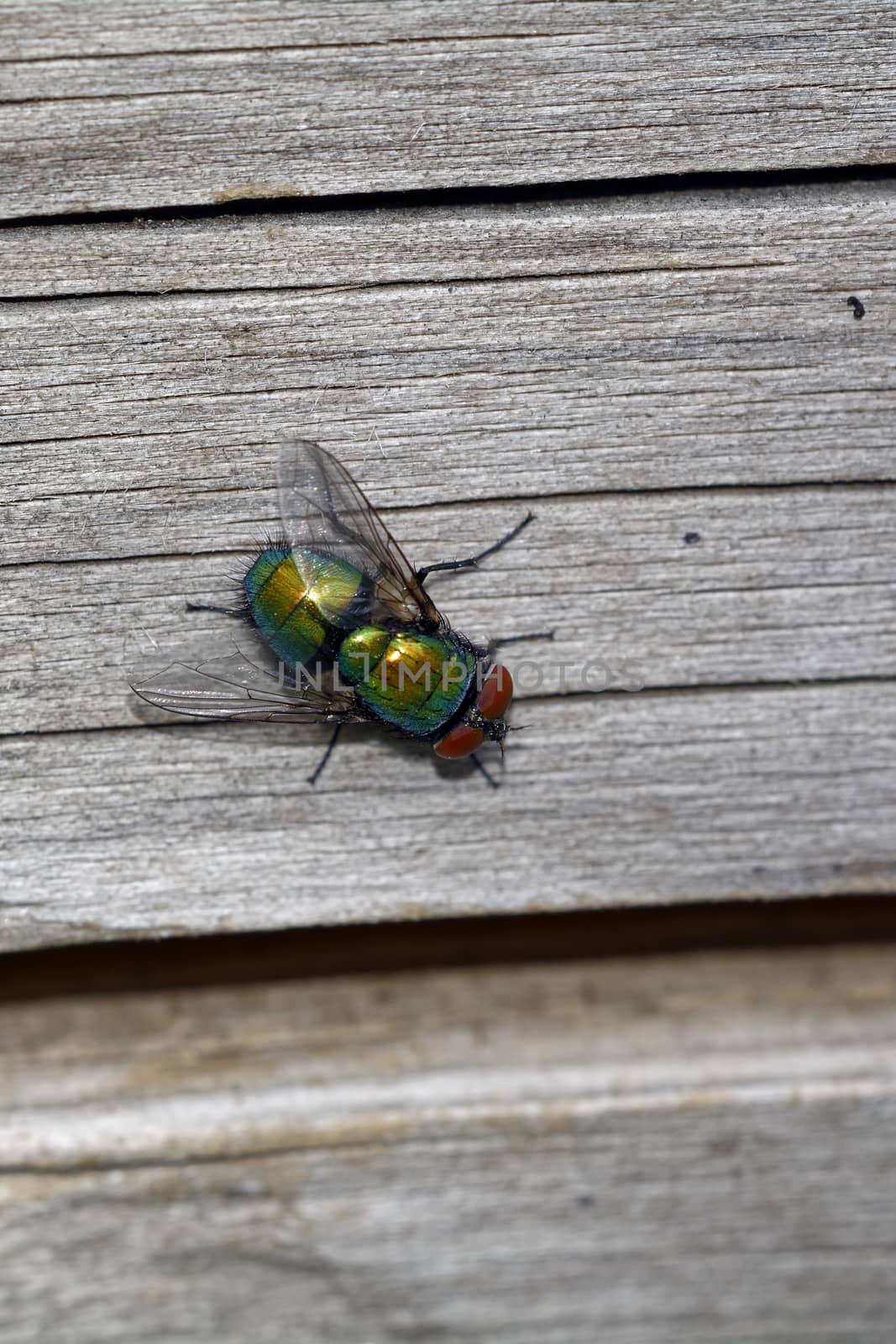 Green fly with brown eyes sitting on the grey wood.