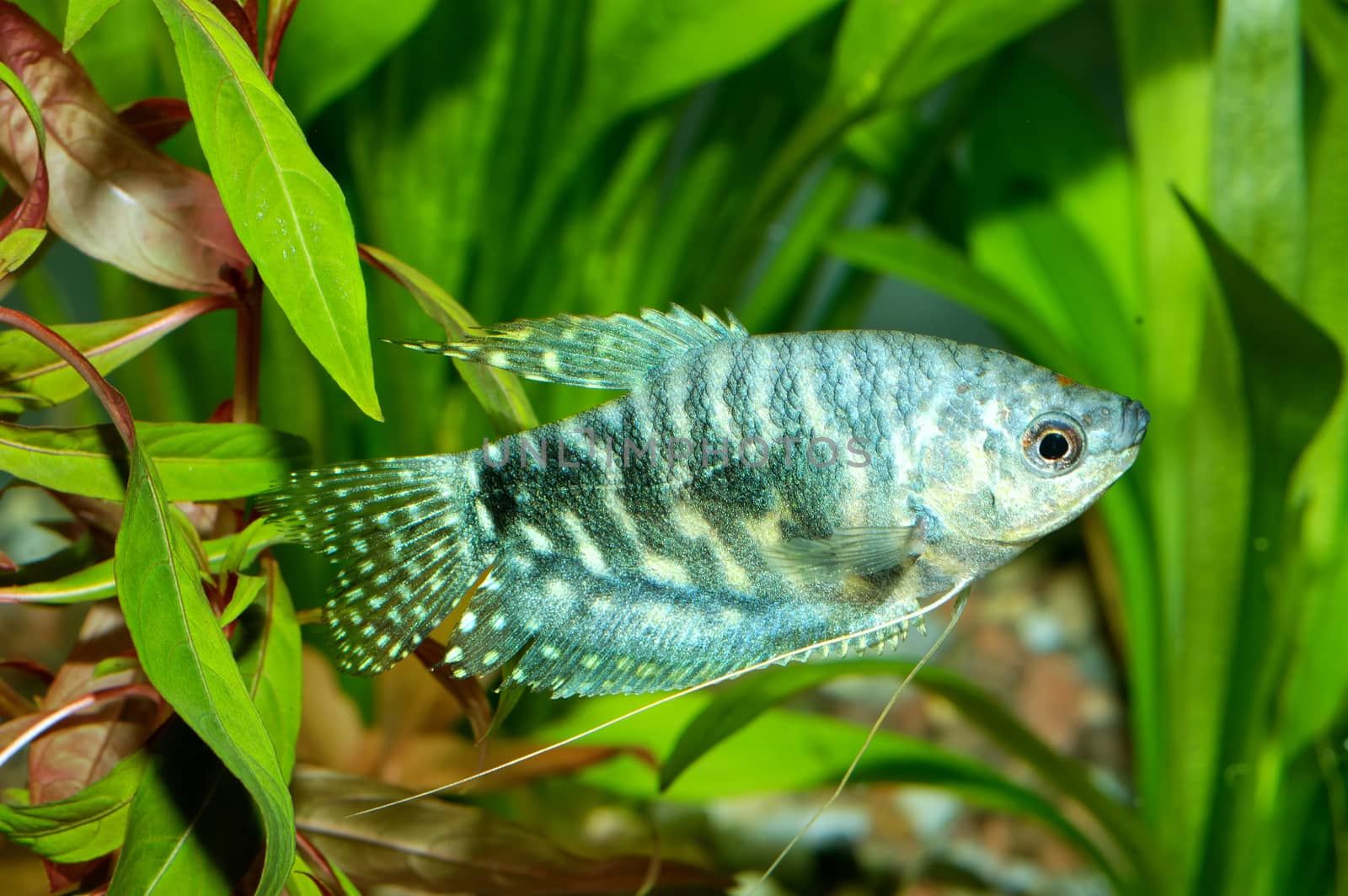 Aquarium fish from genus Trichopodus.