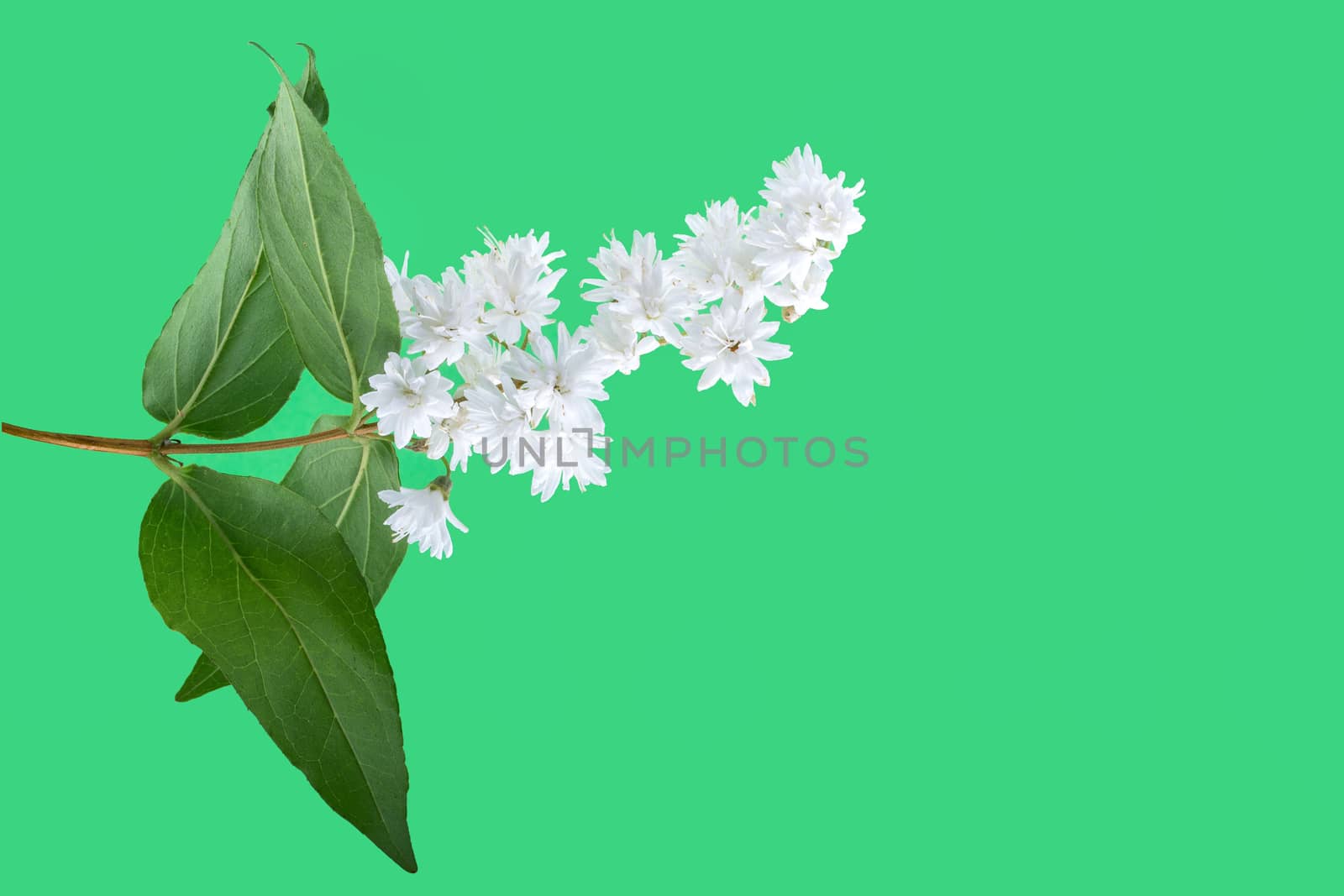 White flower isolated on a green background