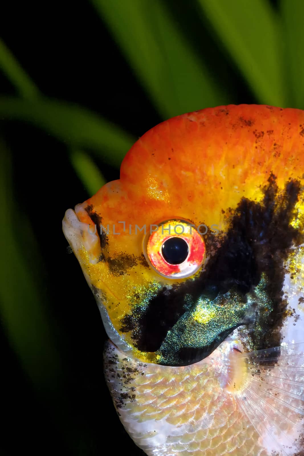 Detailed orange head of angelfish in the aquarum.