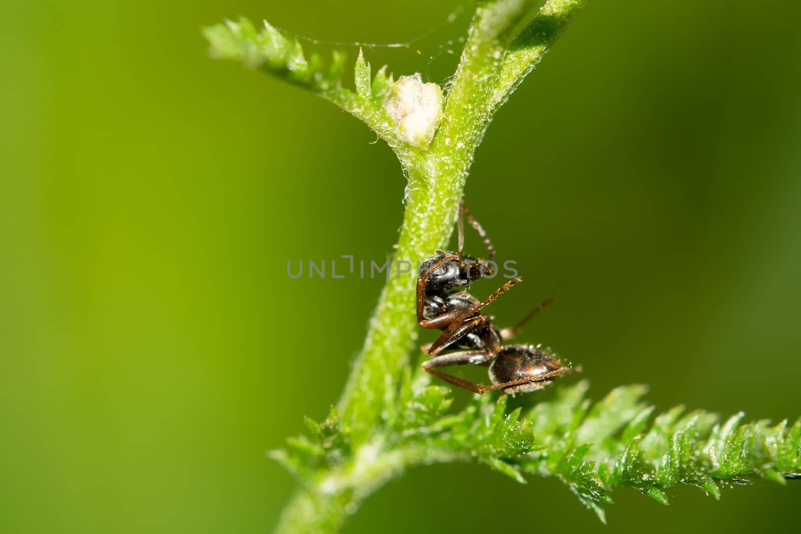 Small black ant resting in the grass.