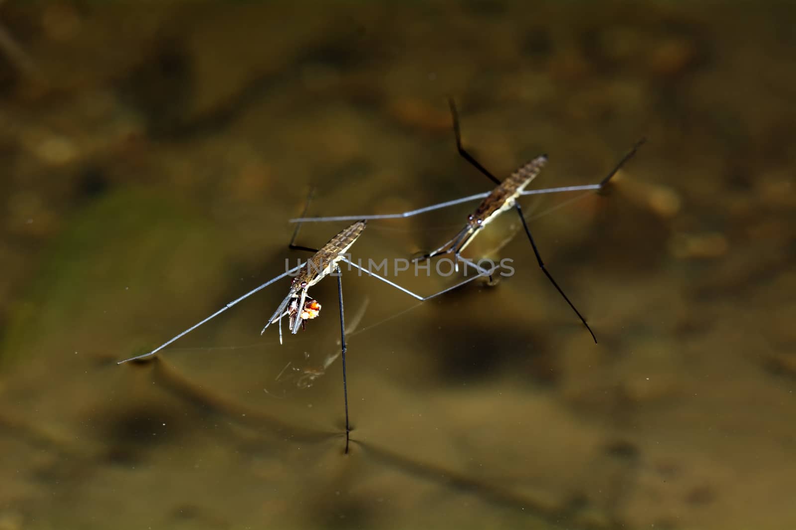 Two water flea on the surface with blurred background.