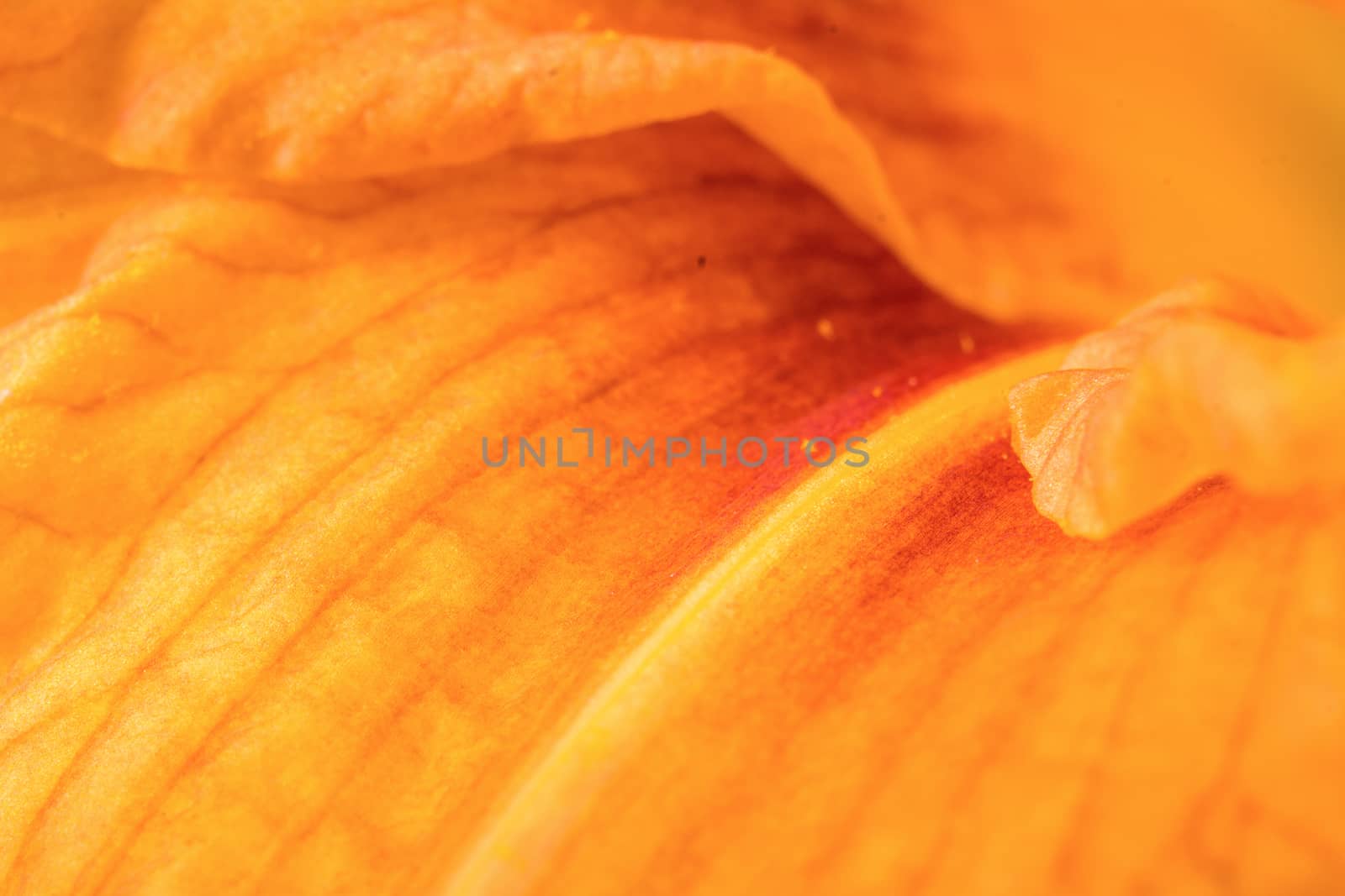 Orange lilly colorful abstract background with detailed pistils