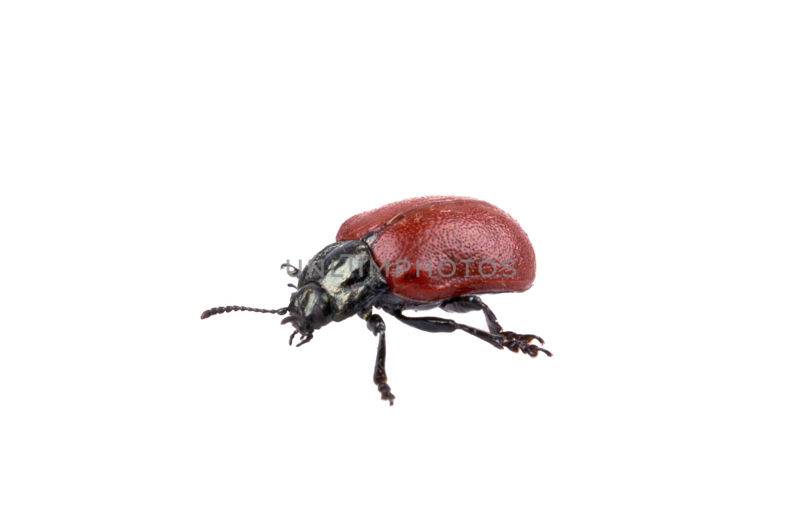 Red black bug isolated on a white background