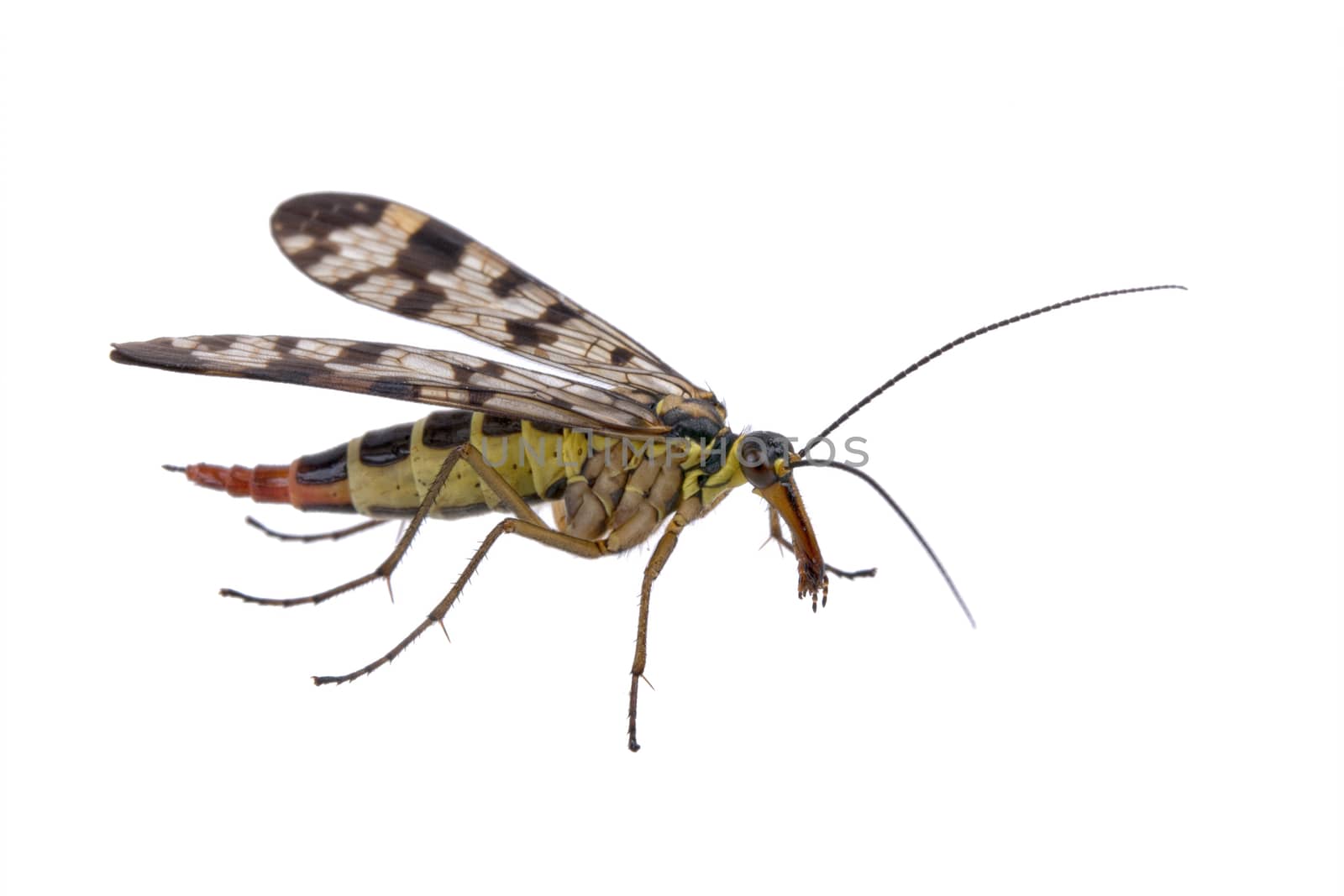 Scorpion Fly on  white background