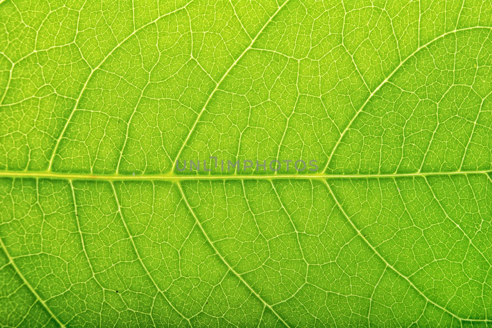 Detailed view of green leaves background